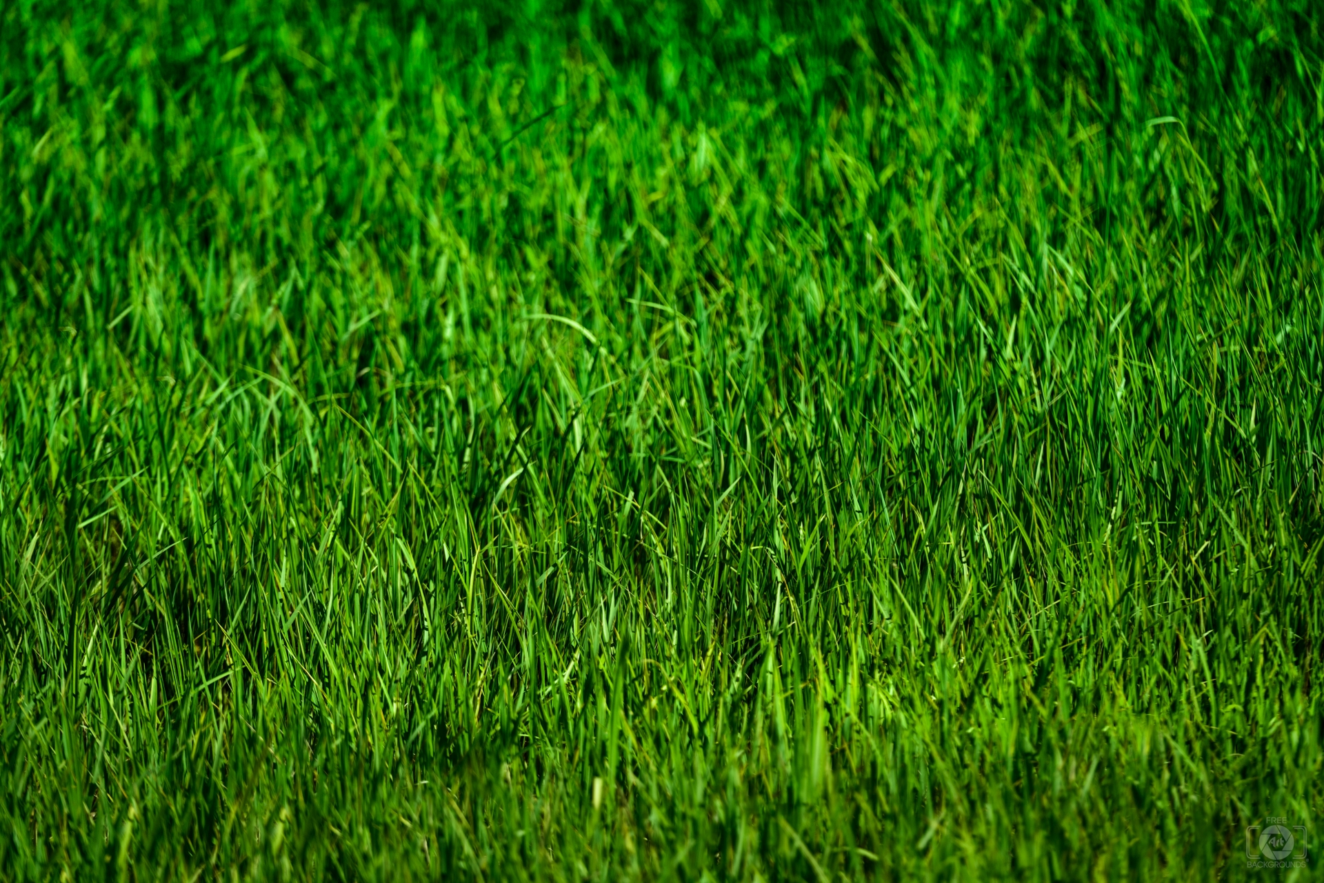 Green Grass Background Texture Quality Free Background
