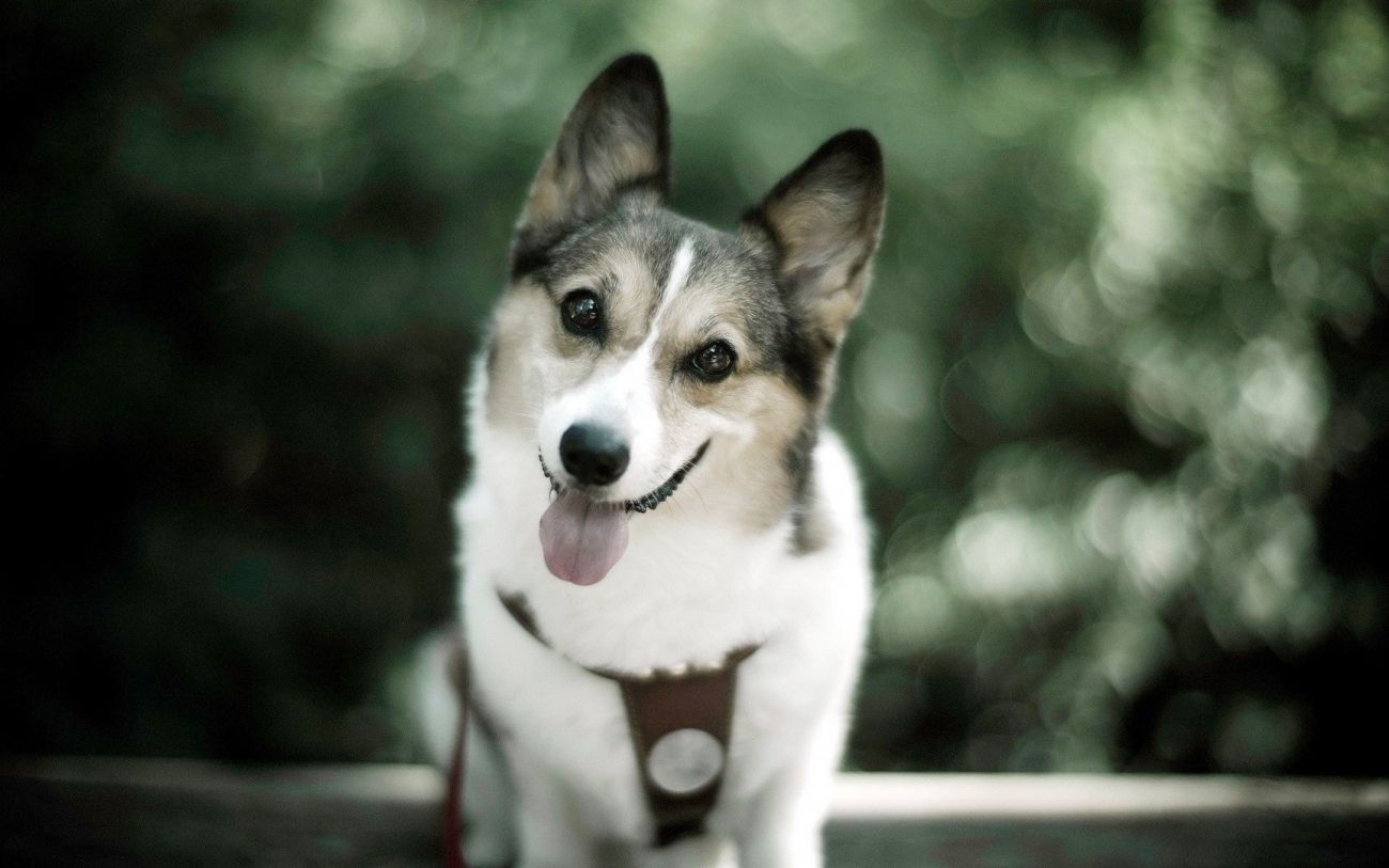 Download Cool Cat and Dog Wallpaper for Monitor High Quality HD Wallpaper in 2K 4K 5K 8K 10K resolution fo. Dog background, Funny dog picture, Cute dog wallpaper