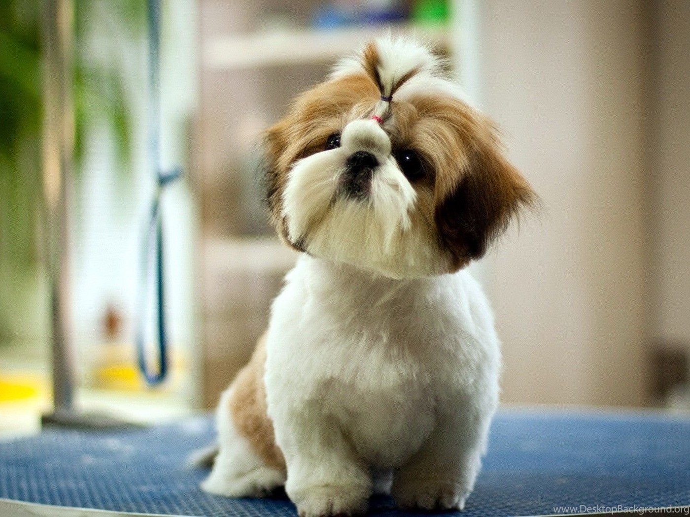 Cute Pet Dog Wallpaper Yoowallpaper Com PowerballForLife Desktop Background