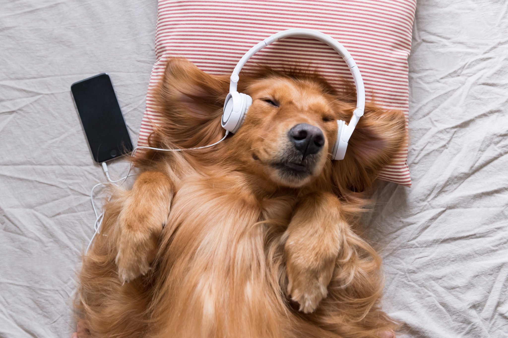 Headphones, Golden Retriever, Pet, Dog wallpaper