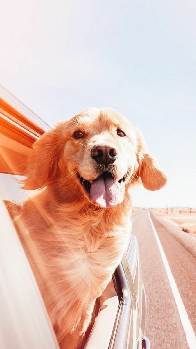 Best Wallpaper Wallpaper Thousands of Dog Wallpaper from the Photo in Different Categories. Dogs, Animals, Pets, Cute, etc. #dog #dogs #puppy #dogstagram #instadog #doglover #love #doglife #