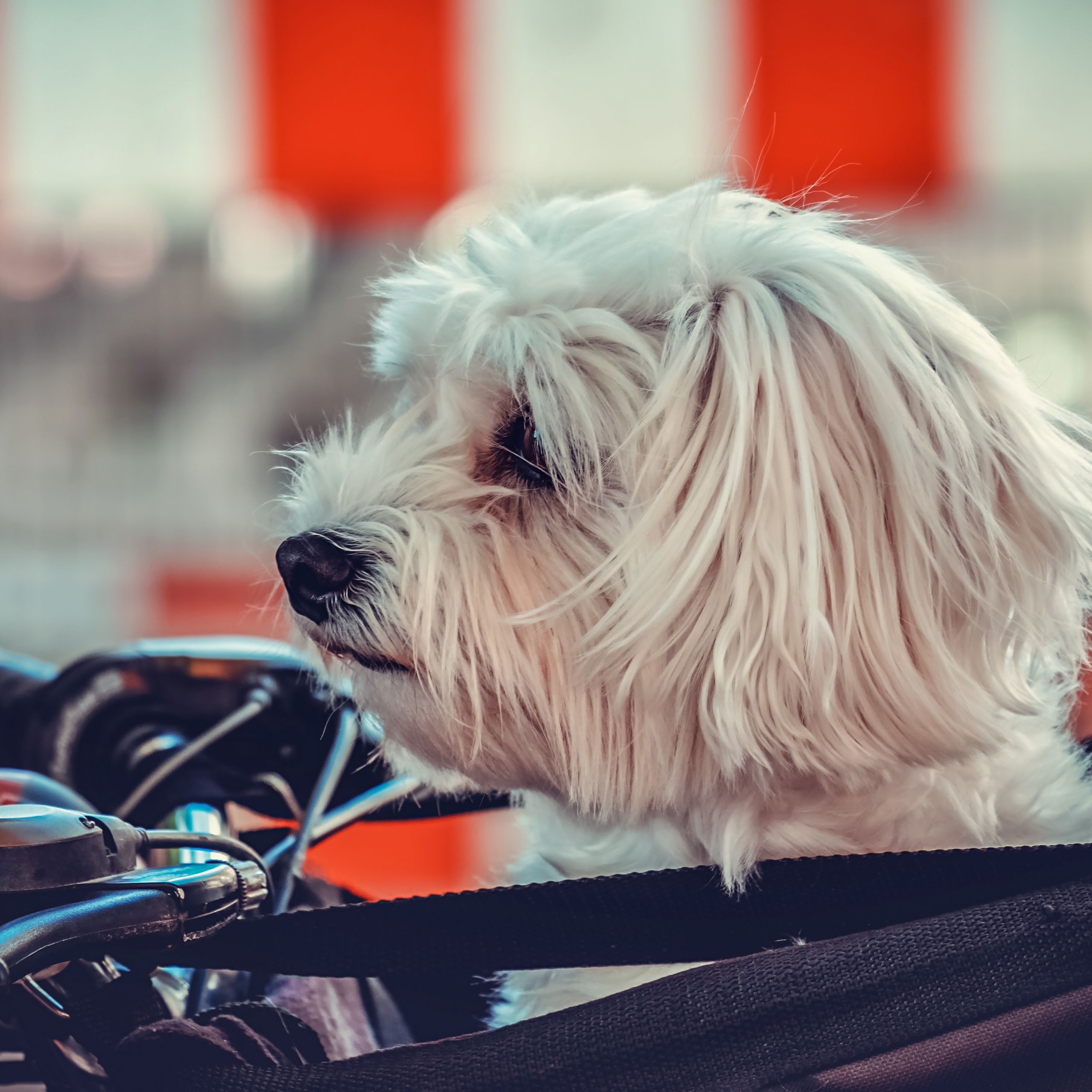 Maltese Dog Wallpaper 4K, White, Motorcycle, Pet dog, Puppy, Cute dog, 5K, Animals