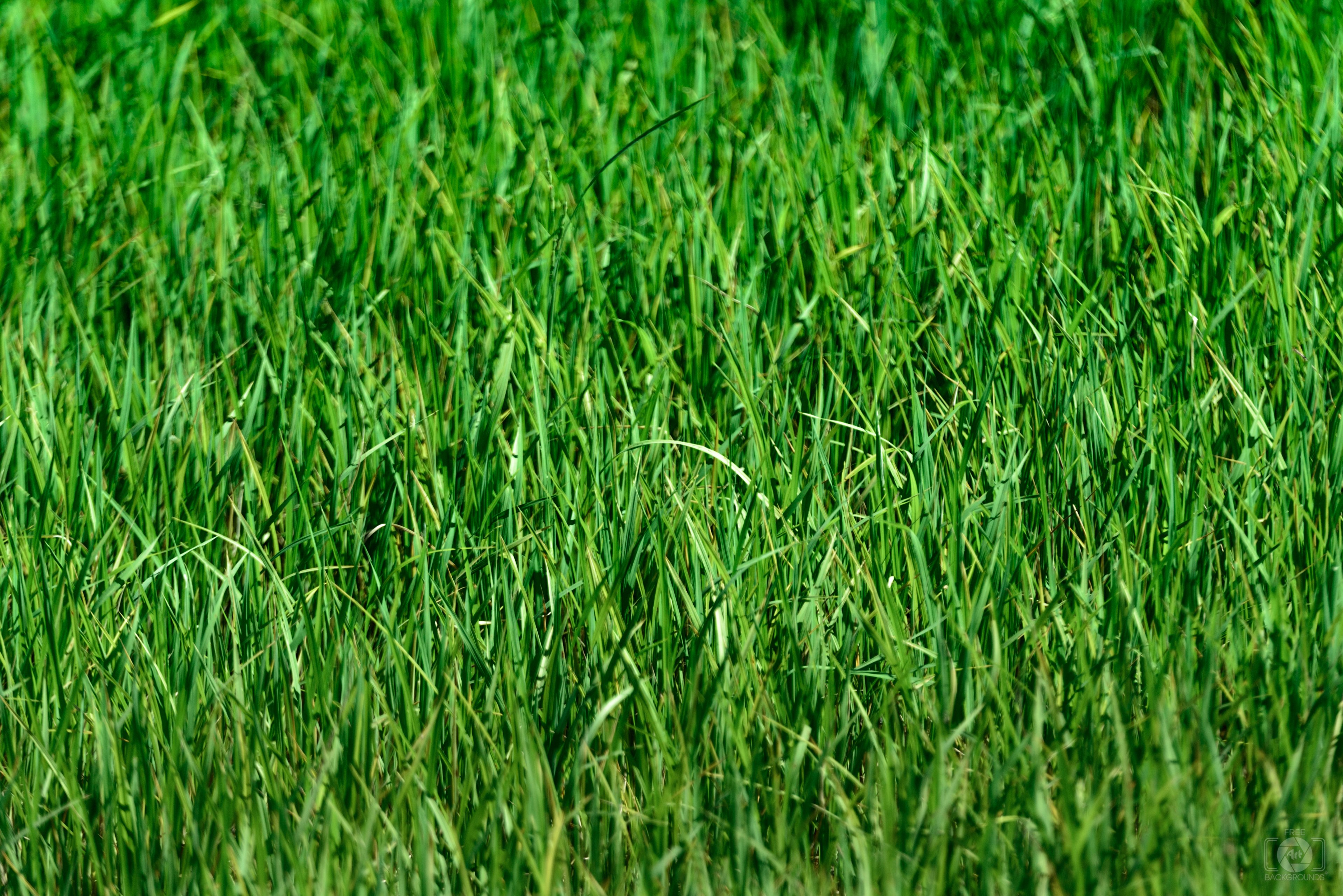 Grass Background Texture Quality Free Background