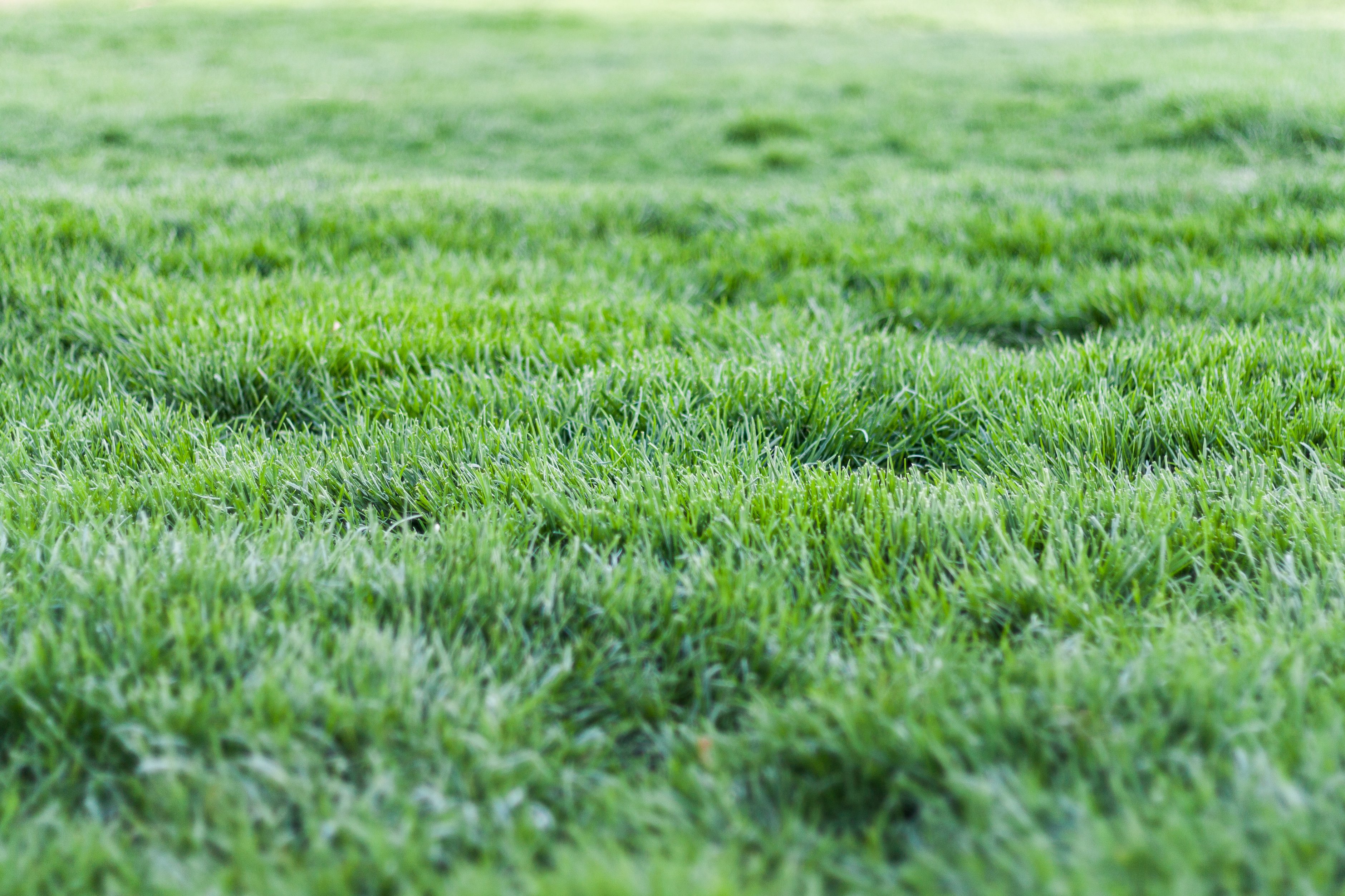 Photo Of Green Grass · Free