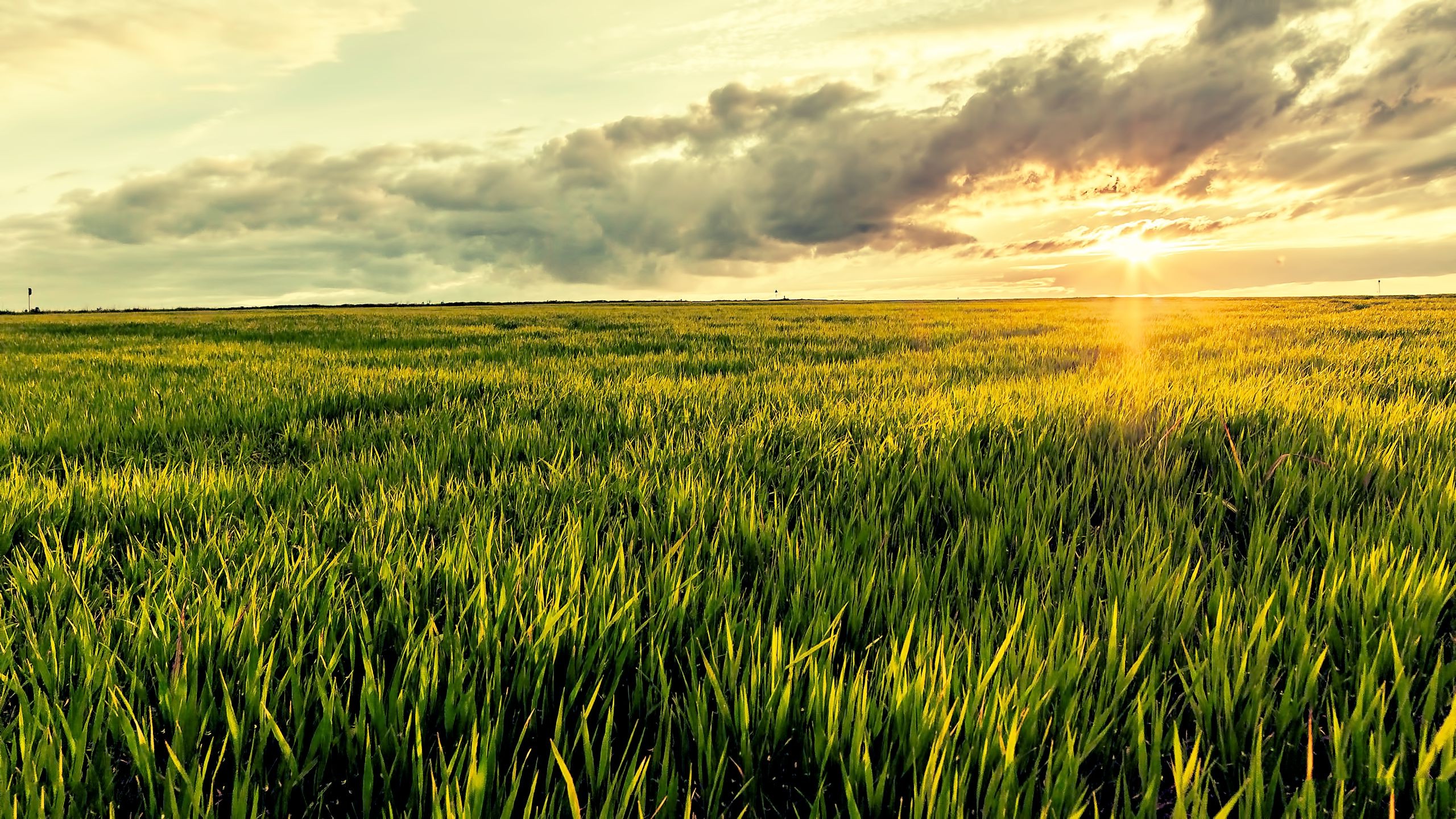 nature, Field, Landscape, Sunlight, Clouds, Grass, Sunset Wallpaper HD / Desktop and Mobile Background