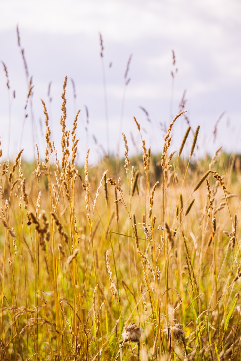 Dry Grass Picture. Download Free Image