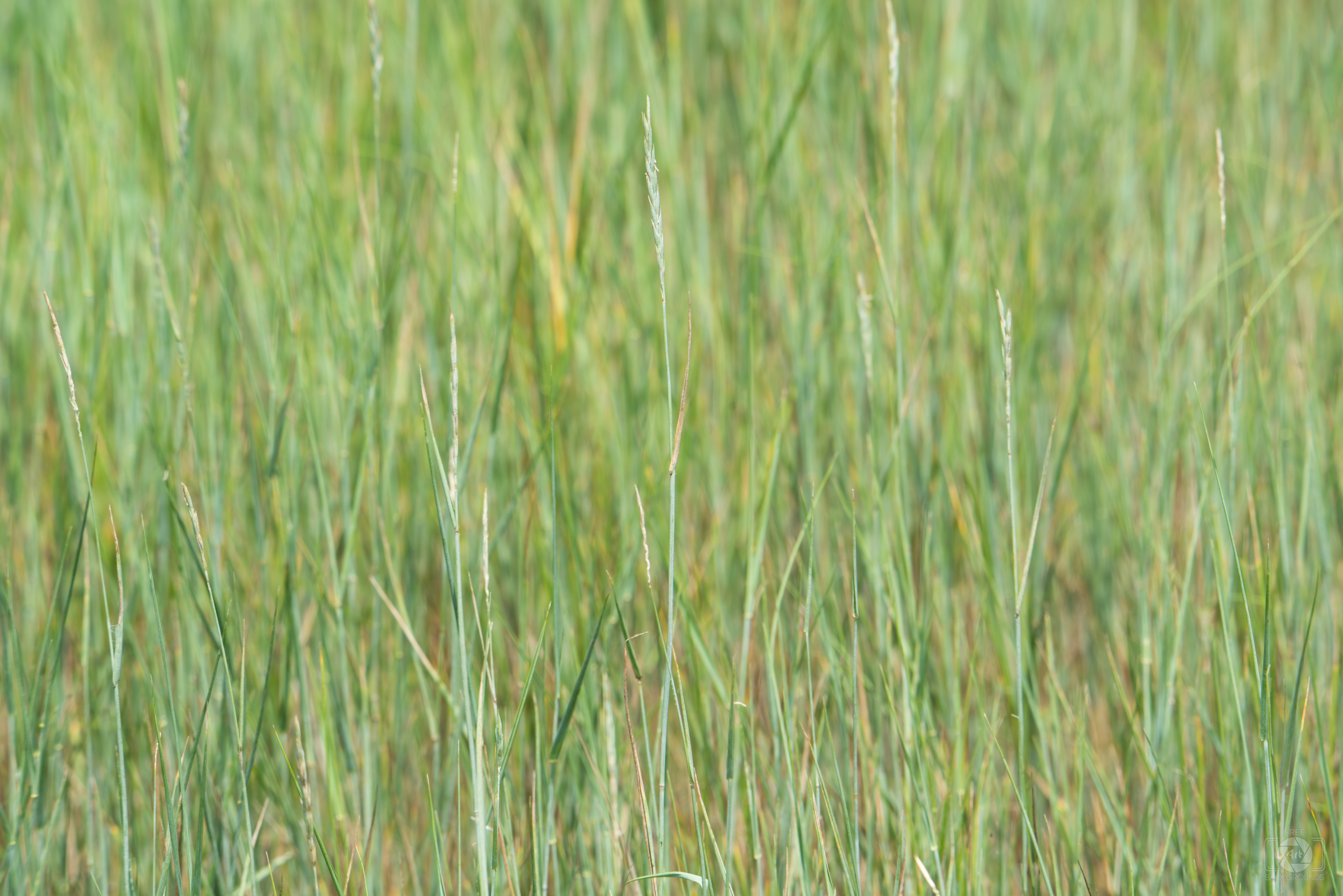 High Grass Texture Quality Free Background