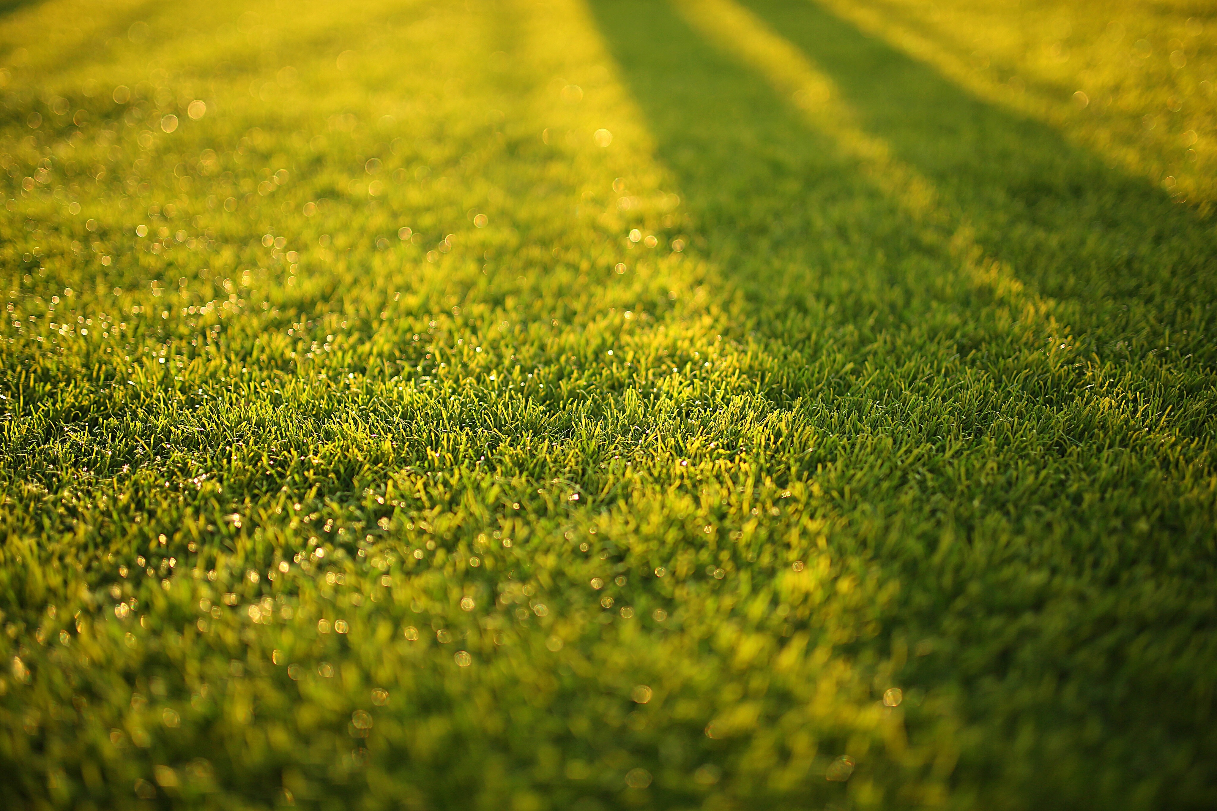 Closeup Photography of Grass Field · Free