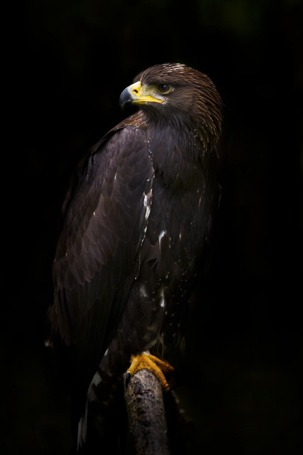 Black Eagle Picture. Download Free Image