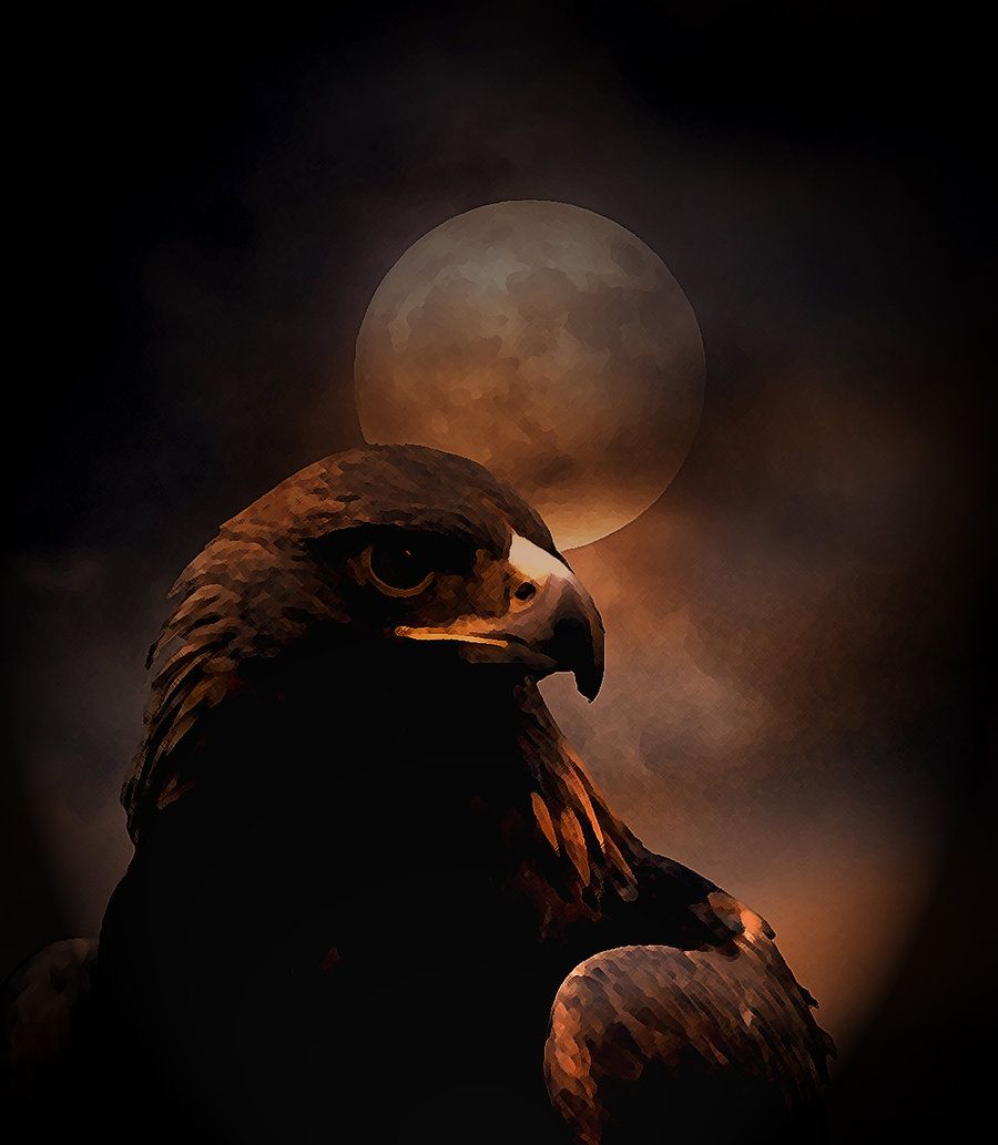 Black eagle by dark-shepherd. Black eagle, Bald eagle, Eagle