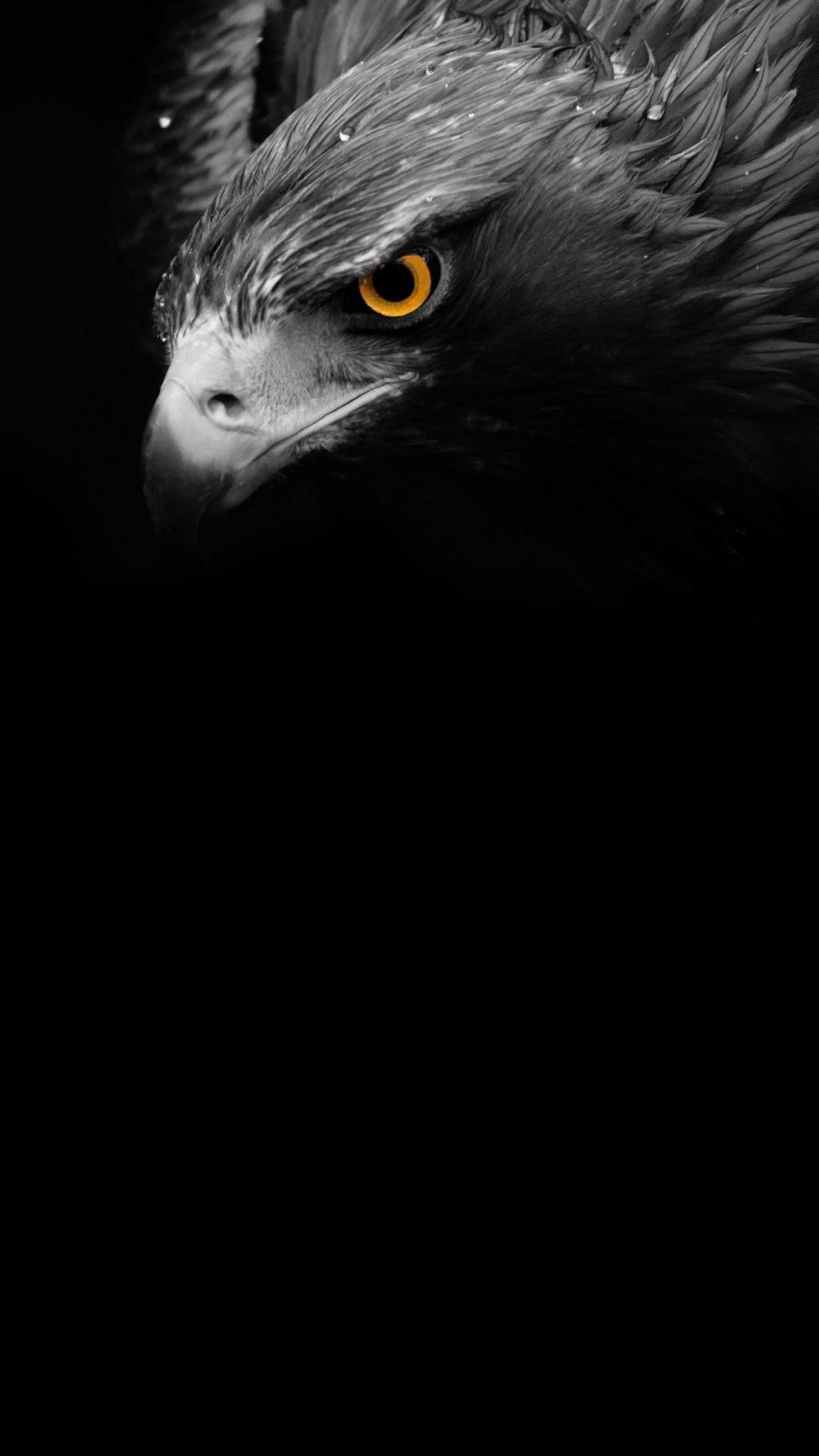 Wallpaper Of An Eagle Standing In A Dark Forest Background, Picture Of A  Talon Background Image And Wallpaper for Free Download