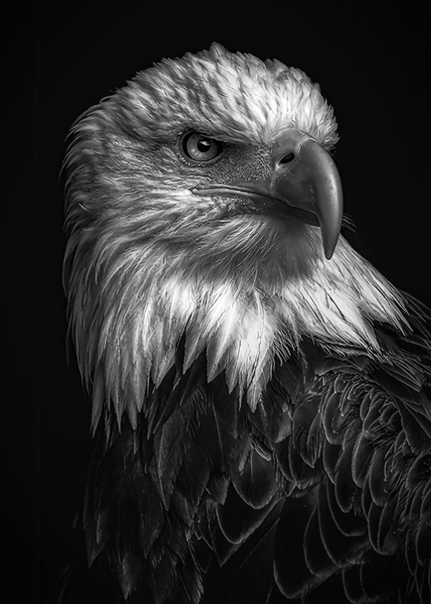 wild eagle head ' Poster by MK studio. Displate. Eagle picture, Animals black and white, Eagle painting