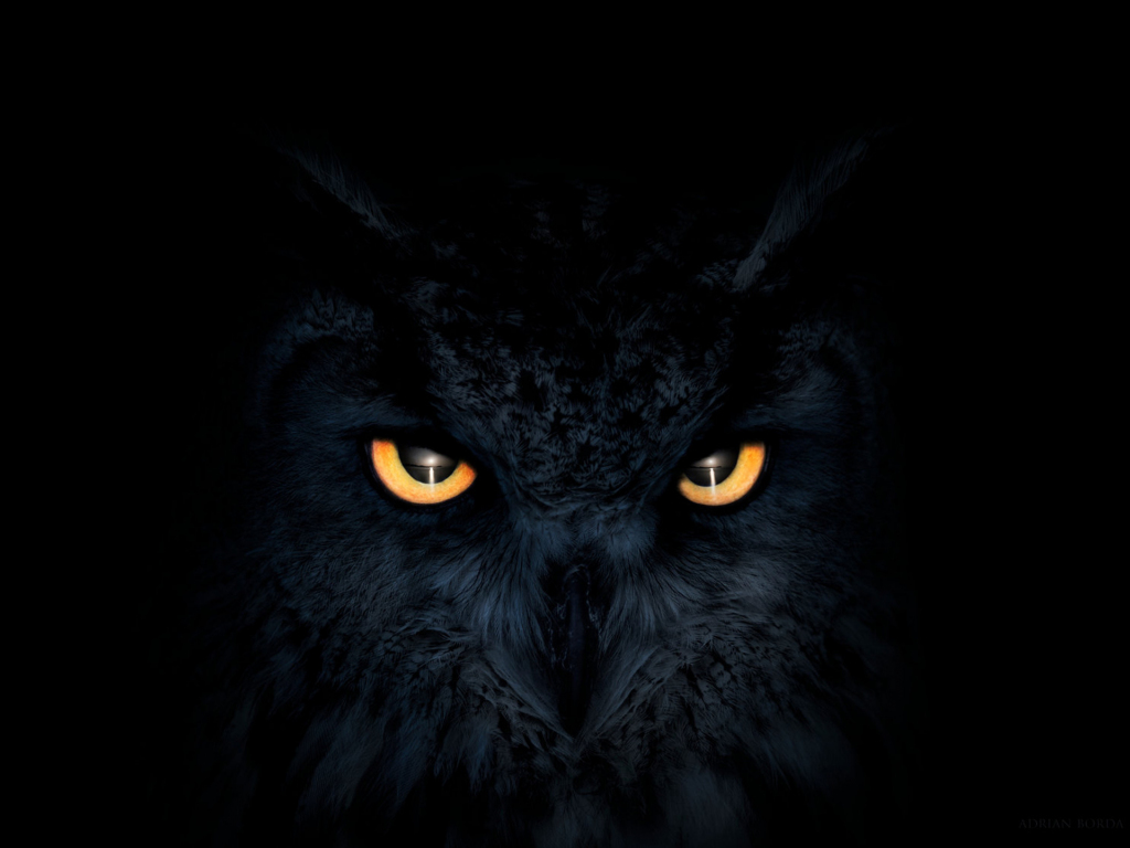 Desktop wallpaper owl, dark, glowing eyes, muzzle, HD image, picture, background, 8eb93e