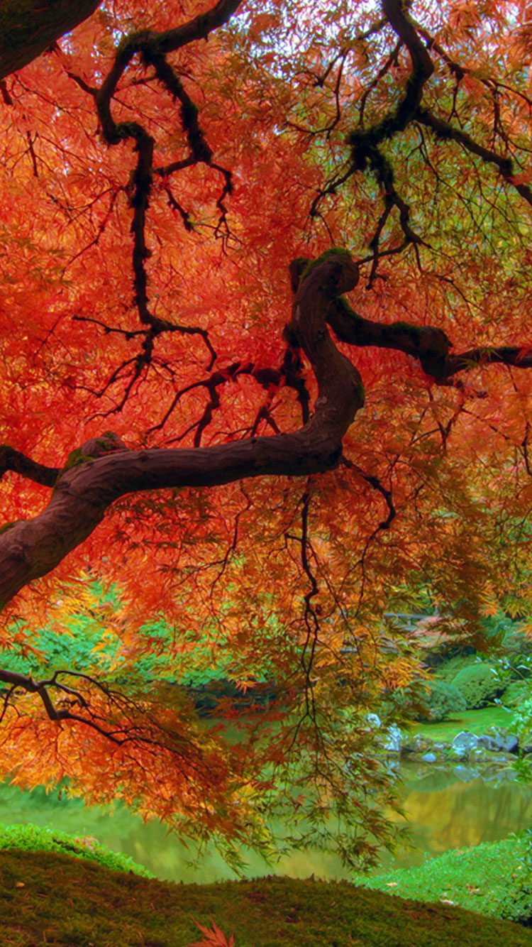 Fall iPhone Wallpaper