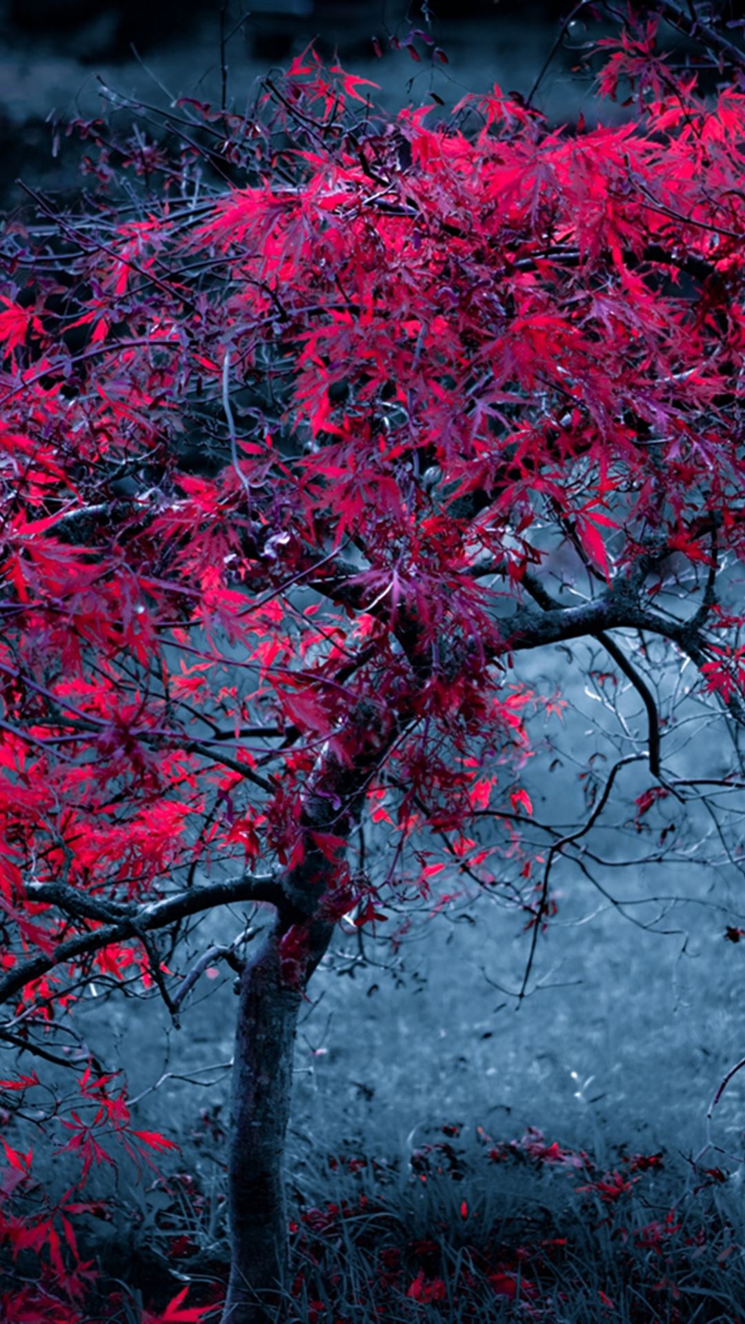 Tree Leaves Fog Light Purple Autumn iPhone 4s Wallpaper Free Download