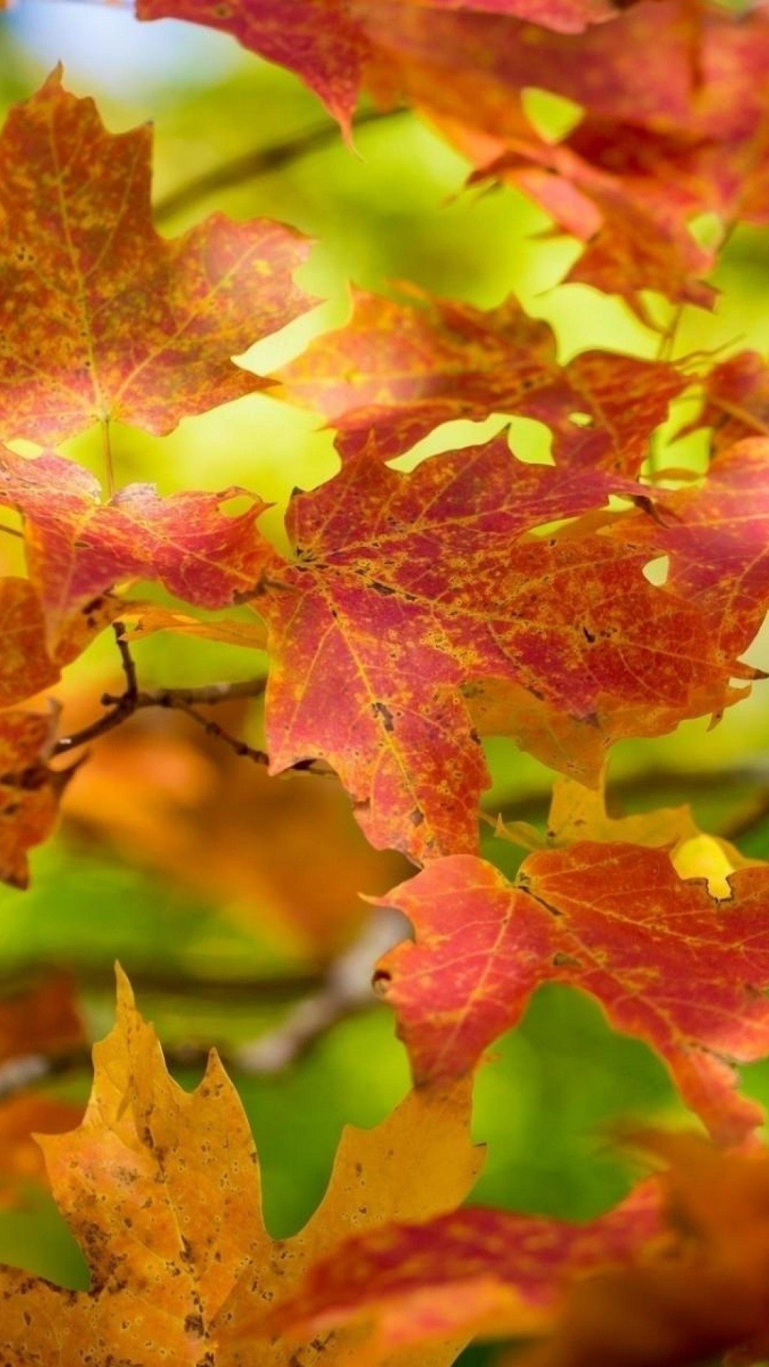 Autumn HD Wallpaper for iPhone 7