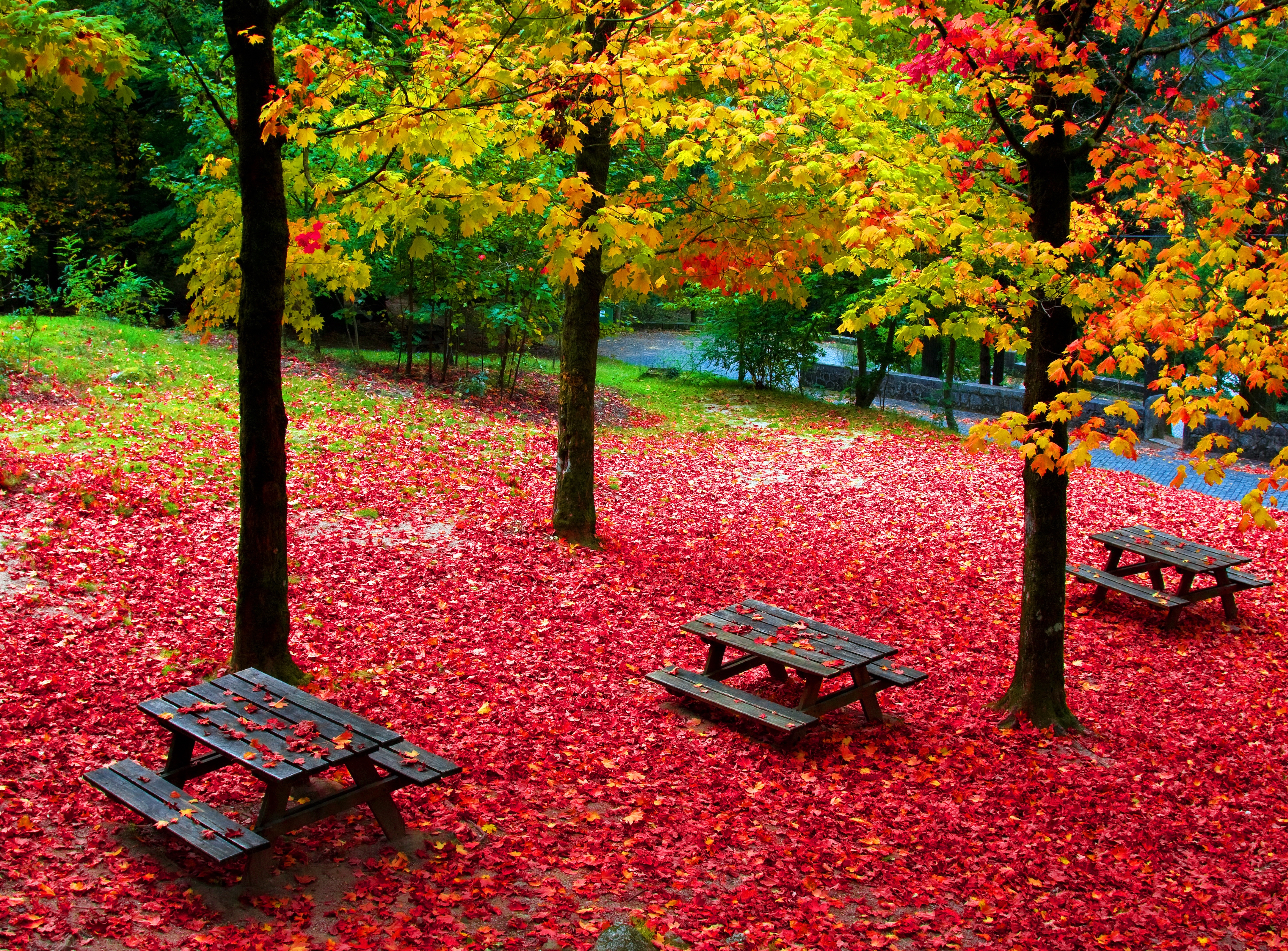 Picnic Tables in Autumn Park HD Wallpaper