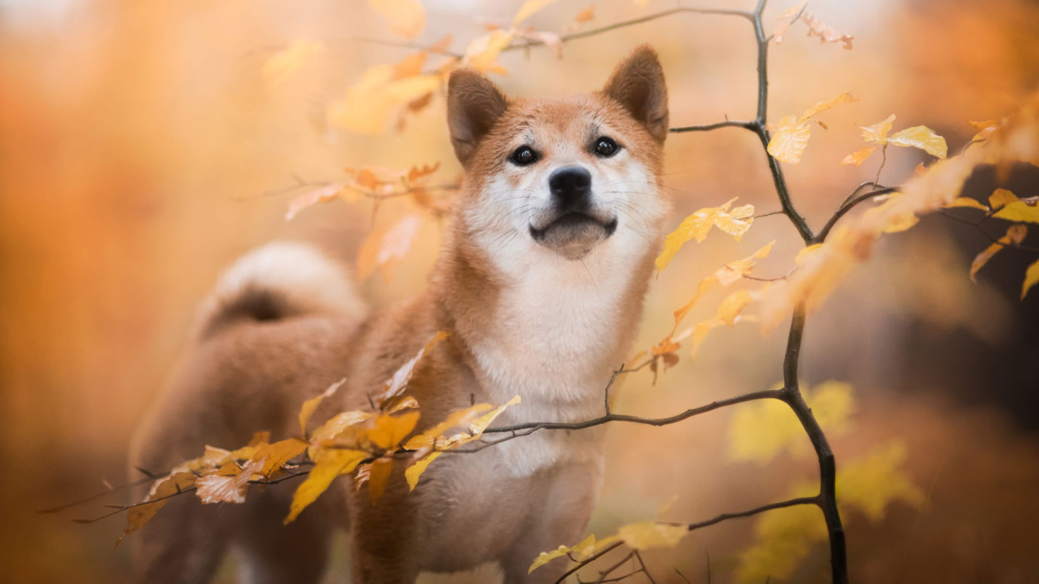 Wallpaper Dogs, Shiba Inu, Baby Animal, Fall, Pet, Puppy • Wallpaper For You HD Wallpaper For Desktop & Mobile