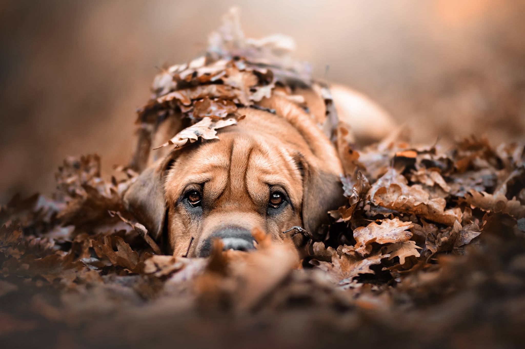 Fall Pets Wallpapers - Wallpaper Cave