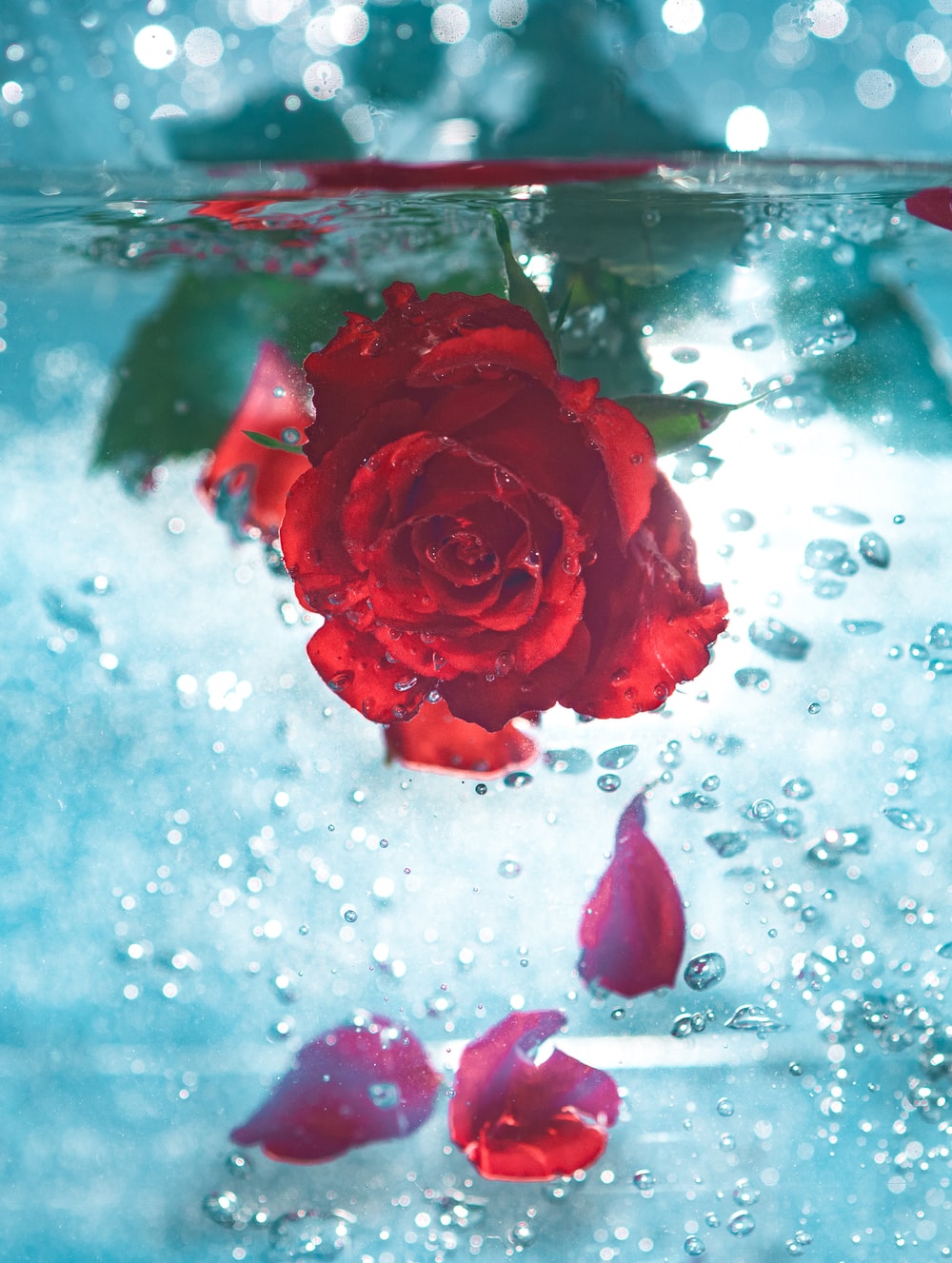 Rose Water Picture. Download Free Image