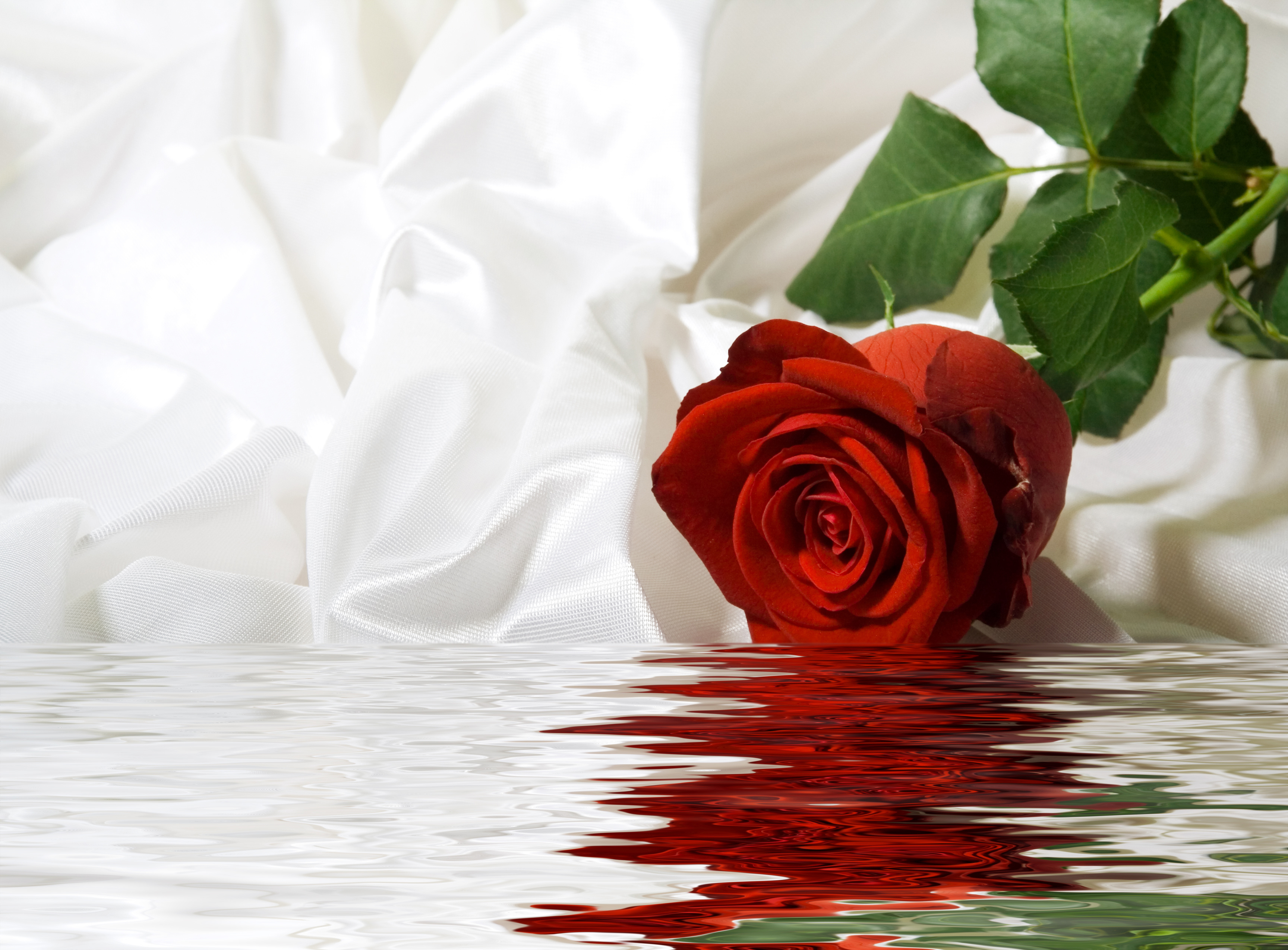 Rose Dipped In Water Wallpaper (4441)