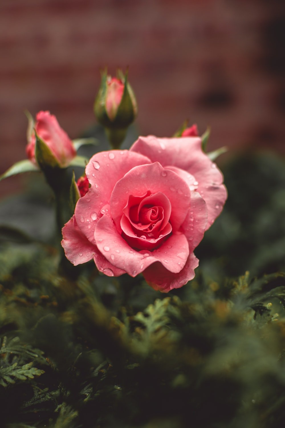 Rose Water Picture. Download Free Image