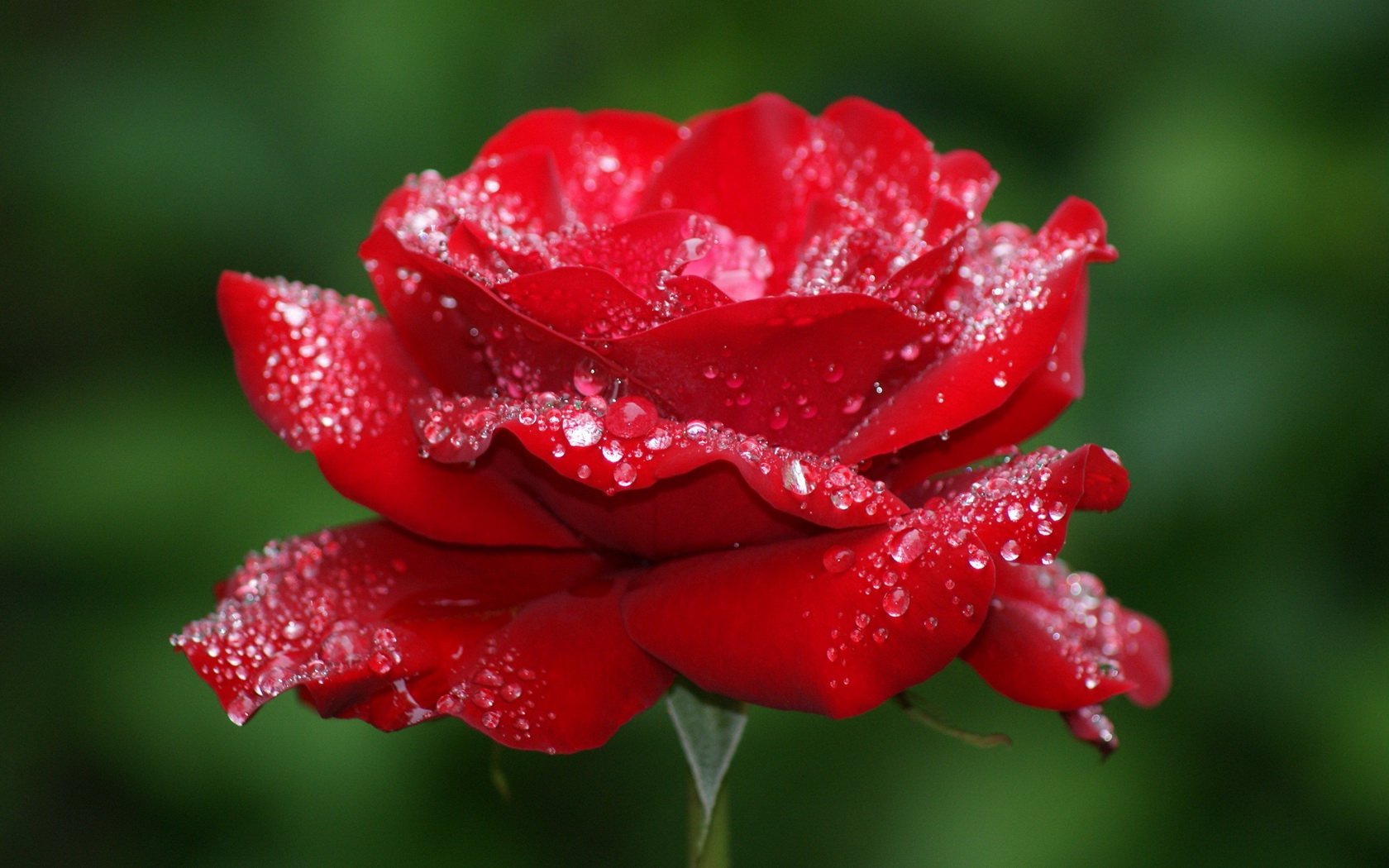 flowers, Rose, Water, Drops, Red Wallpaper HD / Desktop and Mobile Background