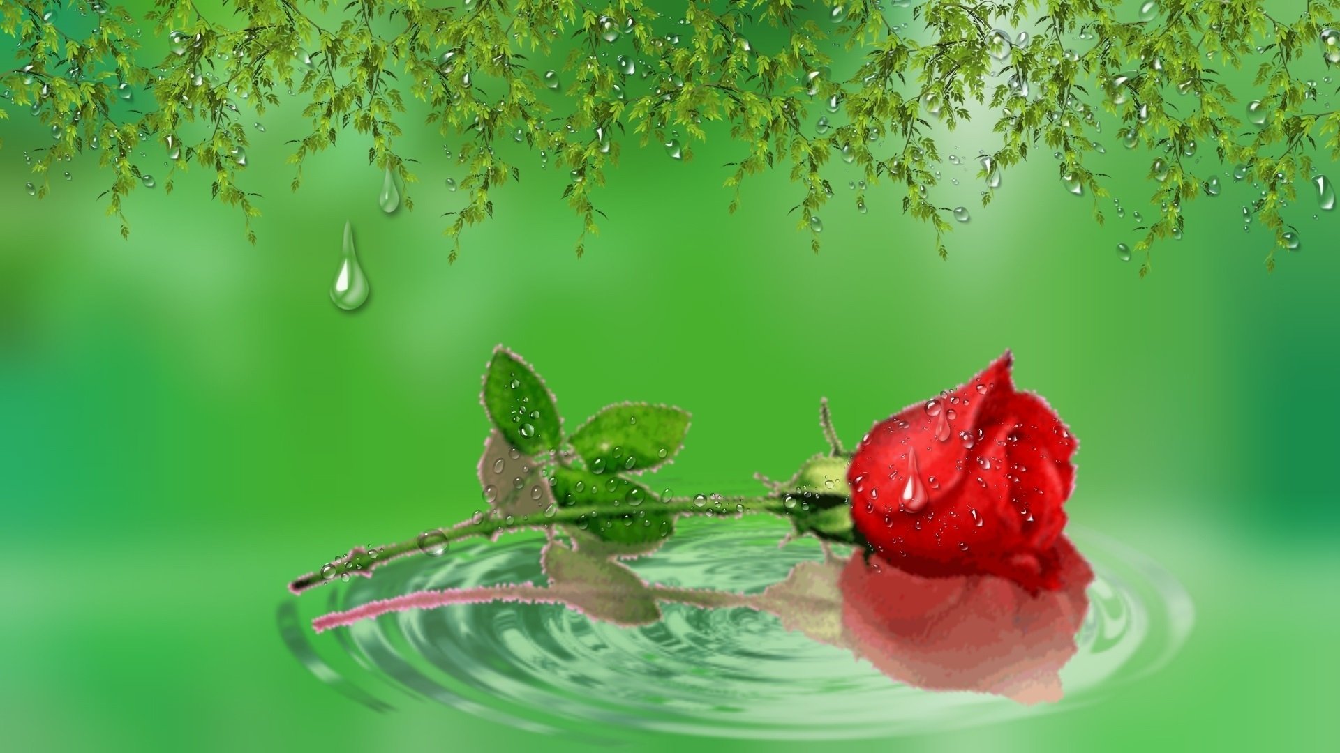 Red Rose in Water HD Wallpaper