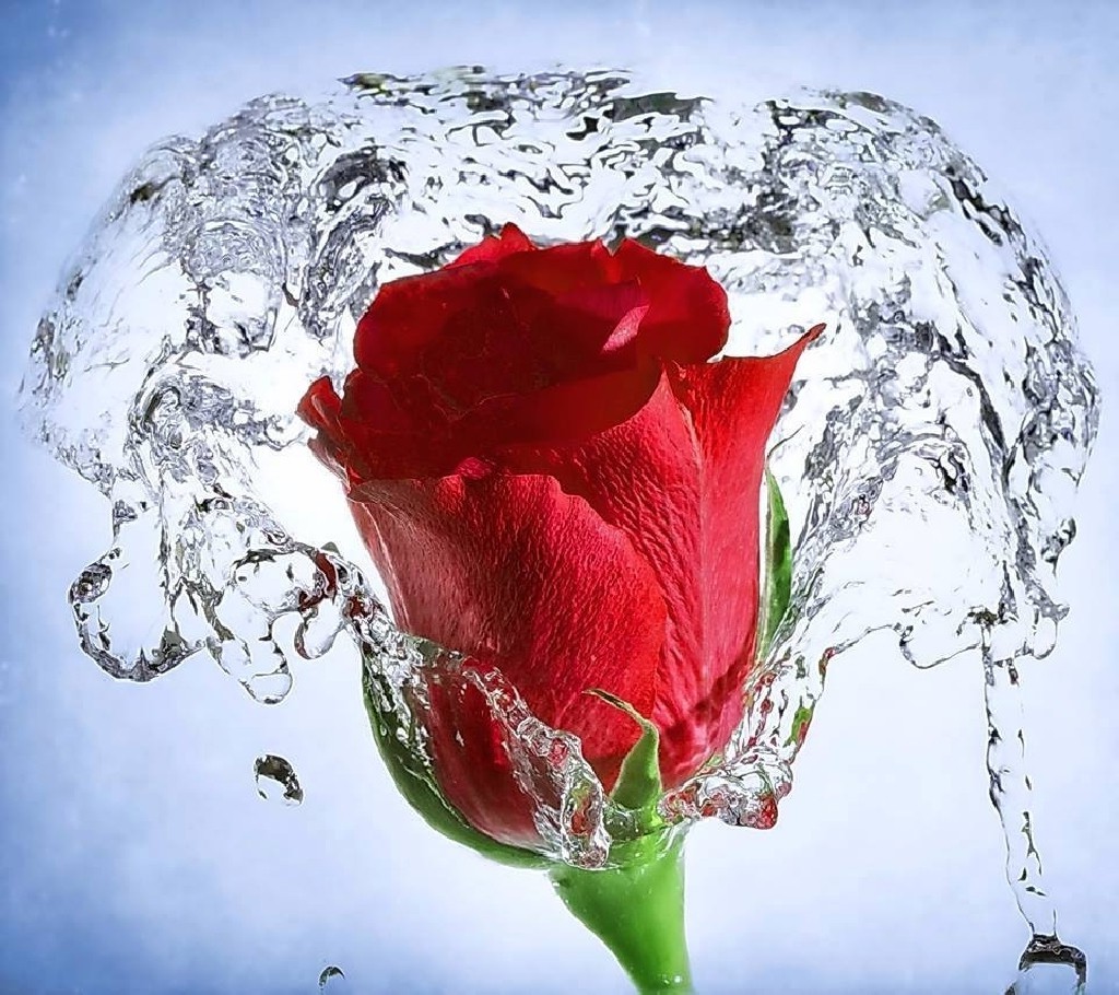 Wallpaper, 1024x910 px, red flowers, rose, splashes, water 1024x910