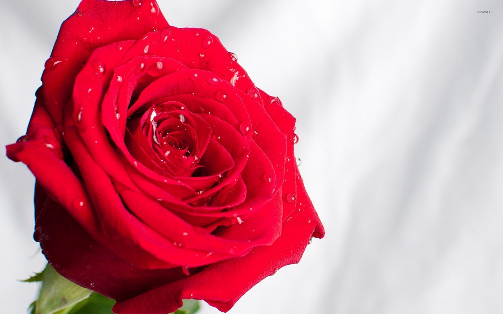 Red rose with water drops [2] wallpaper wallpaper