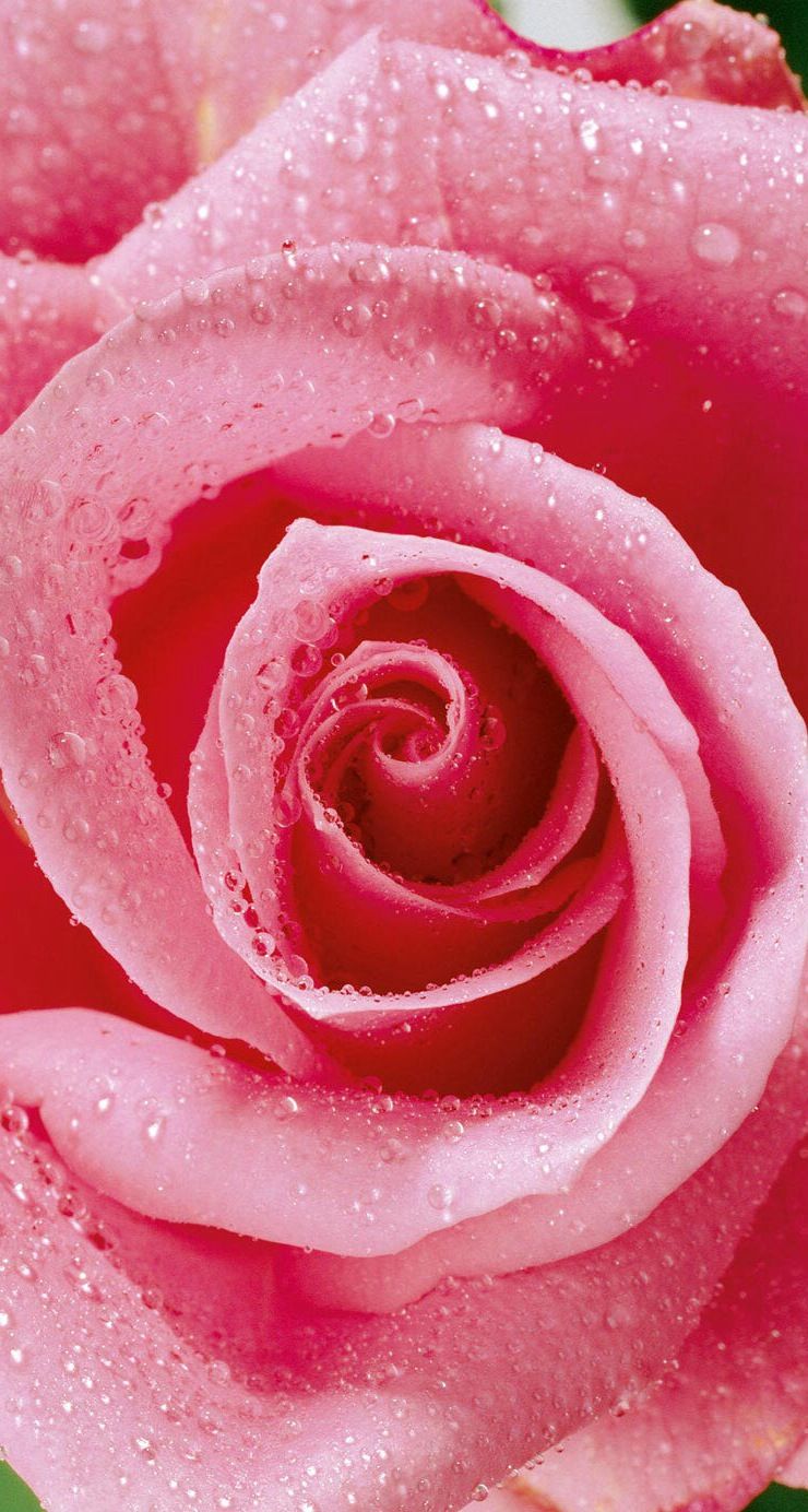 Pink rose and water droplets. Pink flowers, Rose, iPhone wallpaper