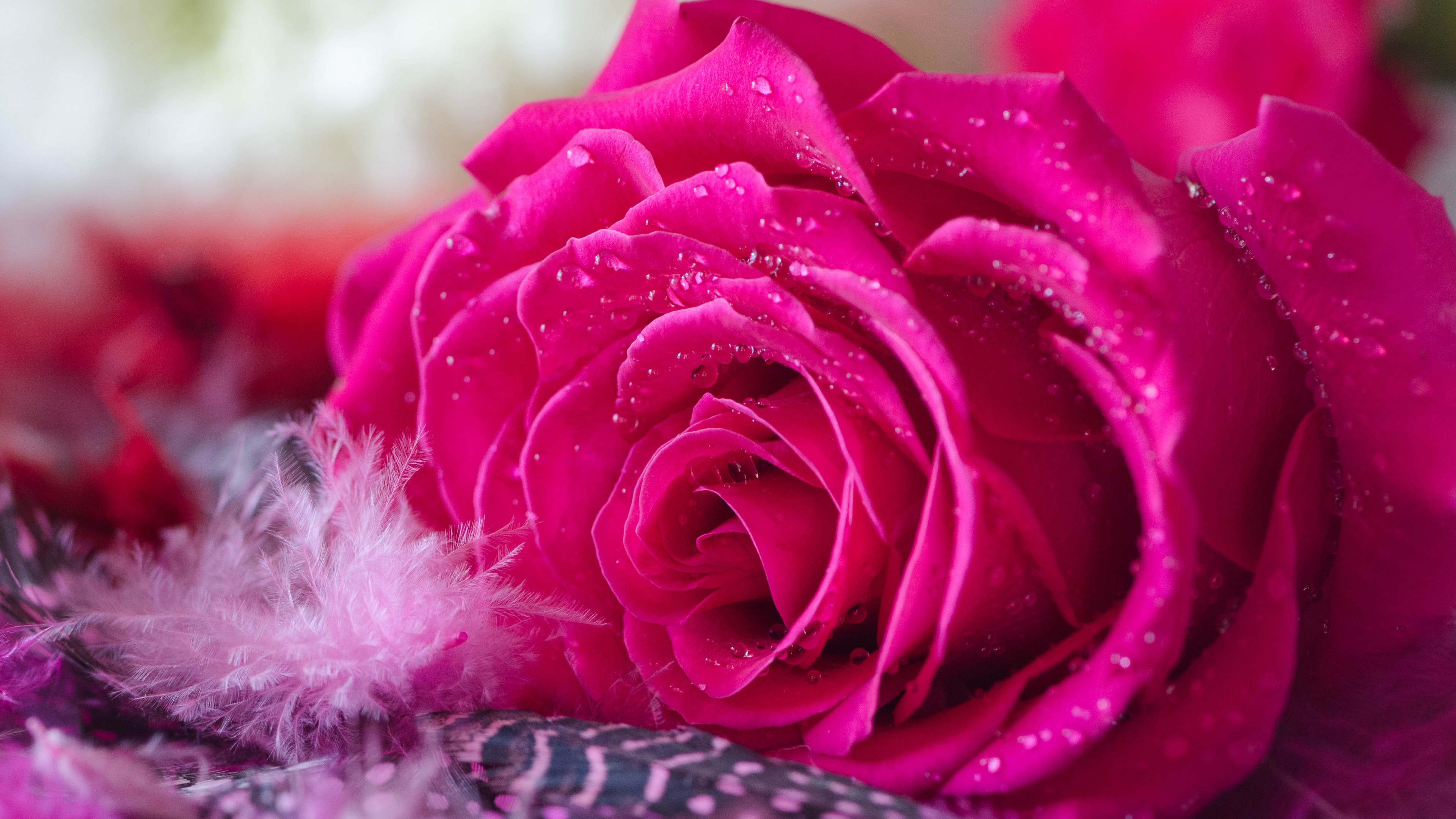 Download 3840x2160 Pink Rose, Water Drops Wallpaper for UHD TV