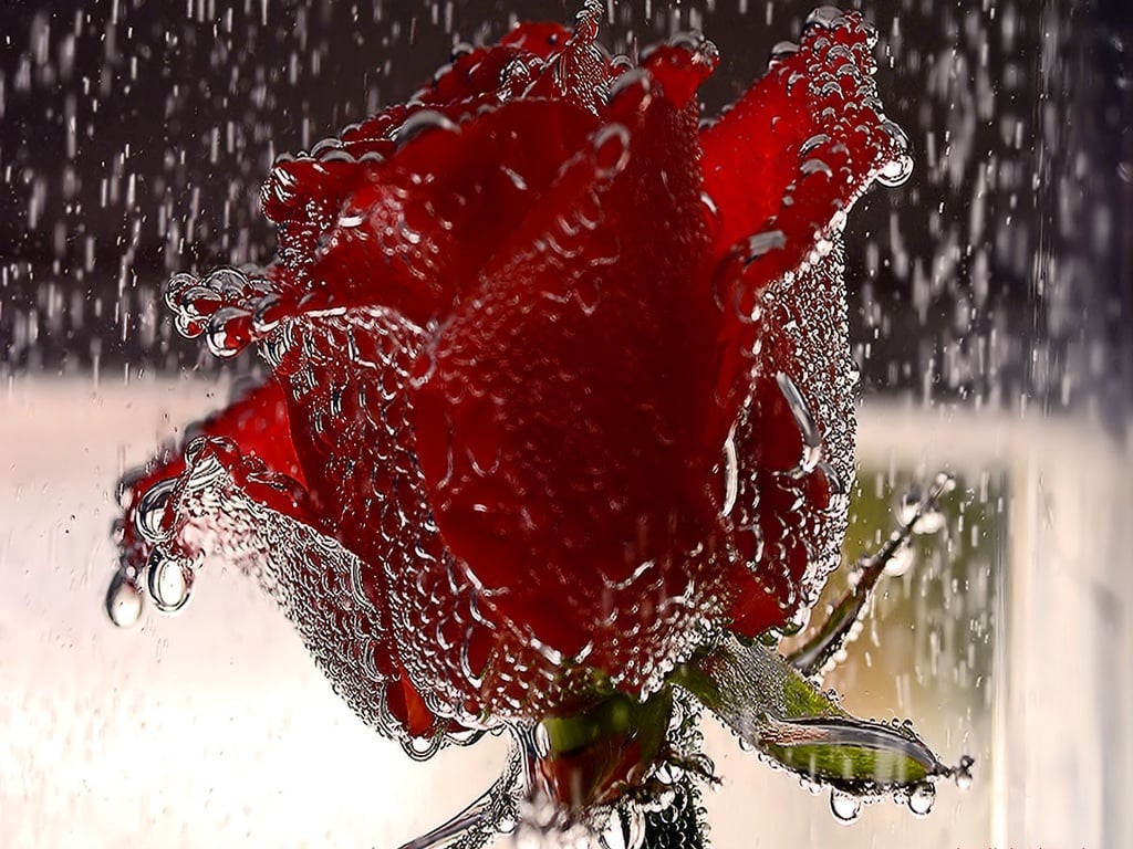 Download Wallpaper, Download 1152x864 water rain flowers drops water drops roses 1024x768 wallpaper Wallpaper –Free Wallpaper Download