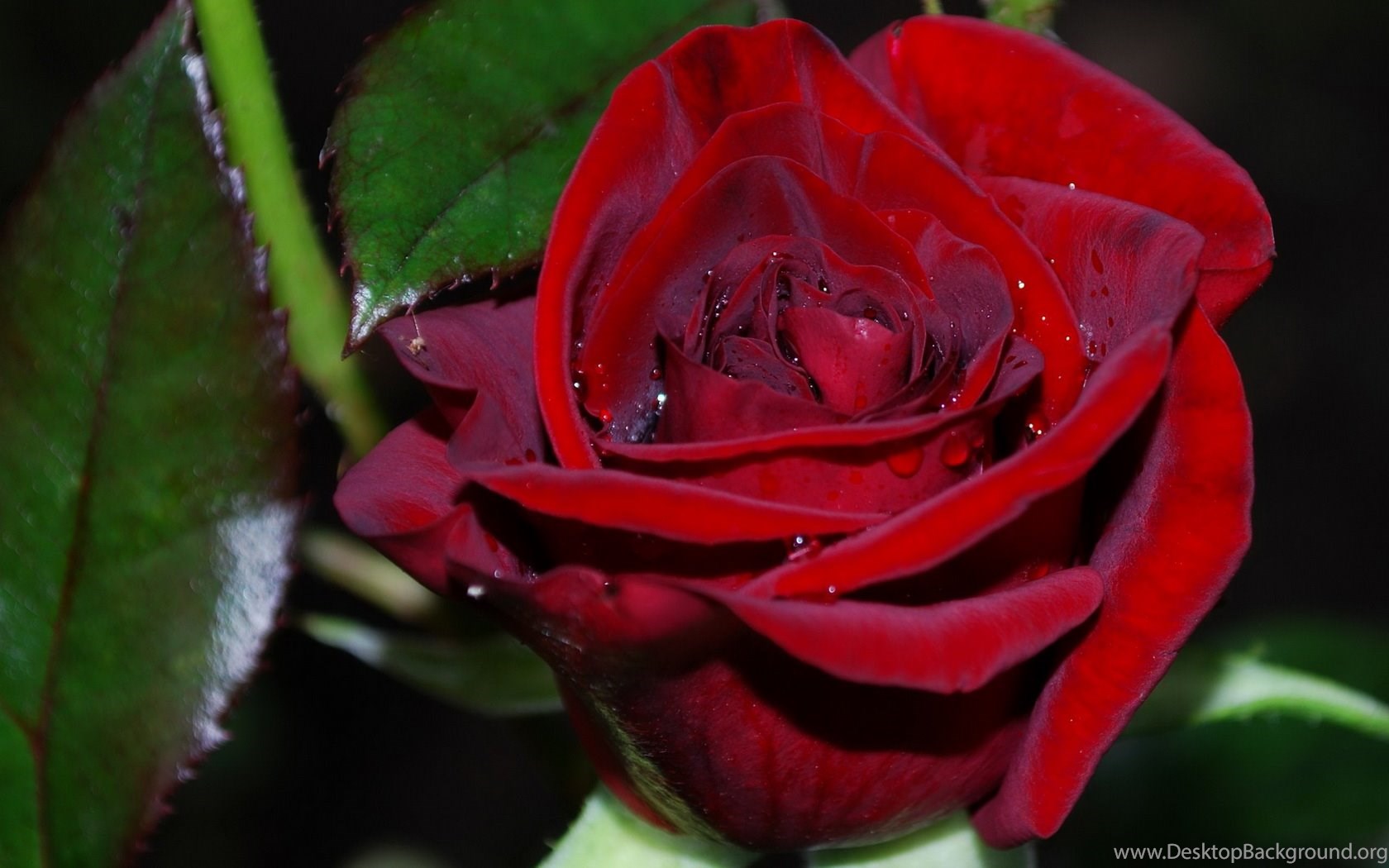Flowers Rose Water Drops Red Wallpaper Desktop Background