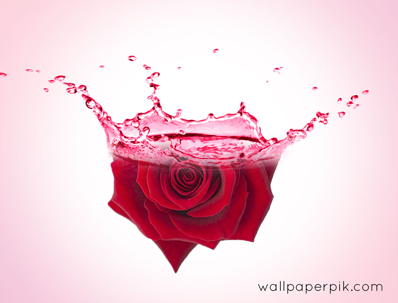 Rose wallpaper , floral, rose background, HD Good Morning rose photo download