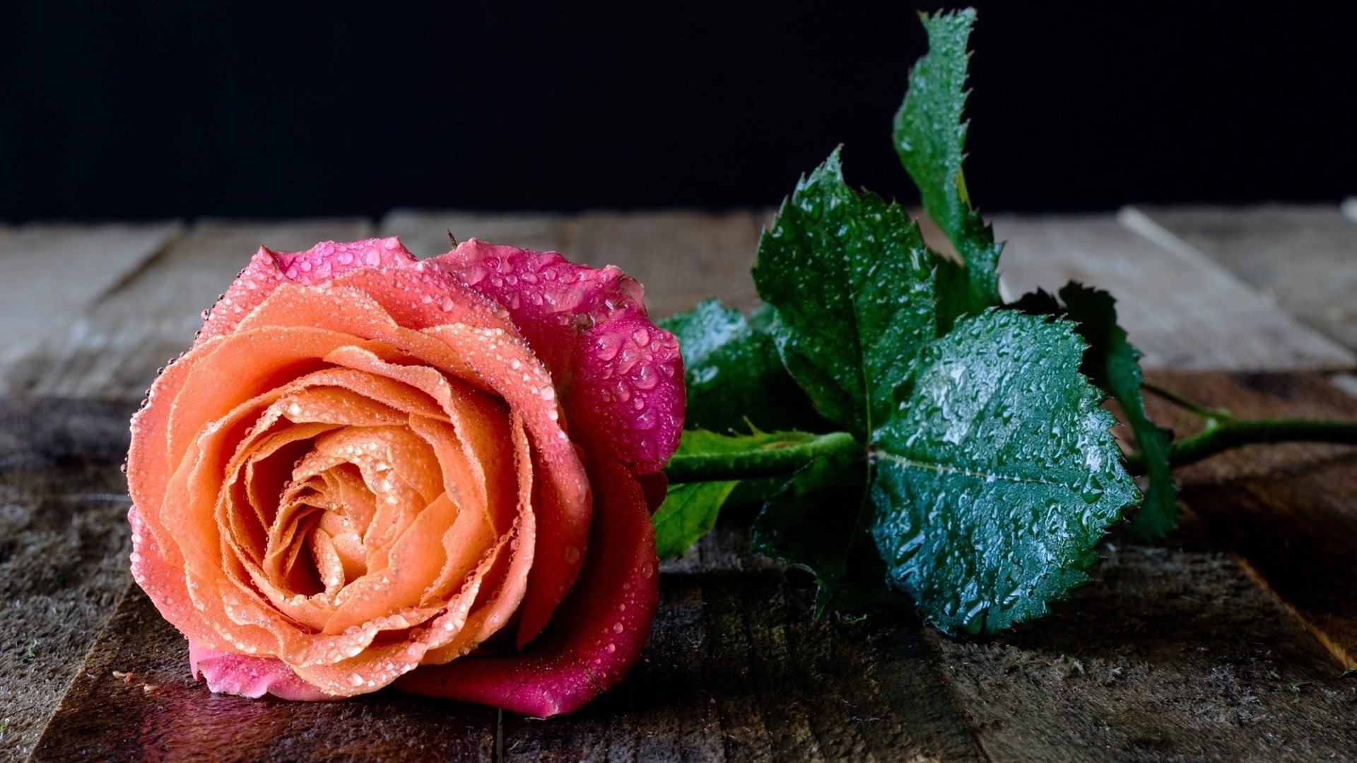 Rose with Water Drops HD Wallpaper