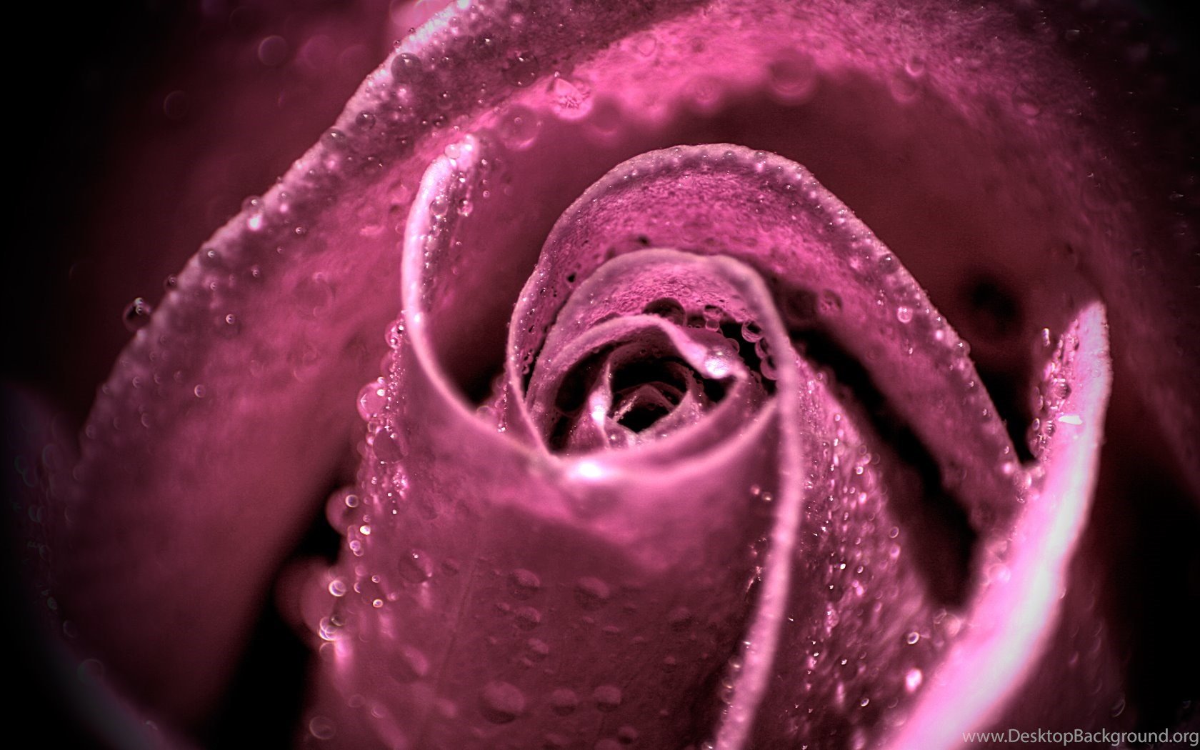 Purple, Pink Rose Water Drops New HD Wallpaper Desktop Background