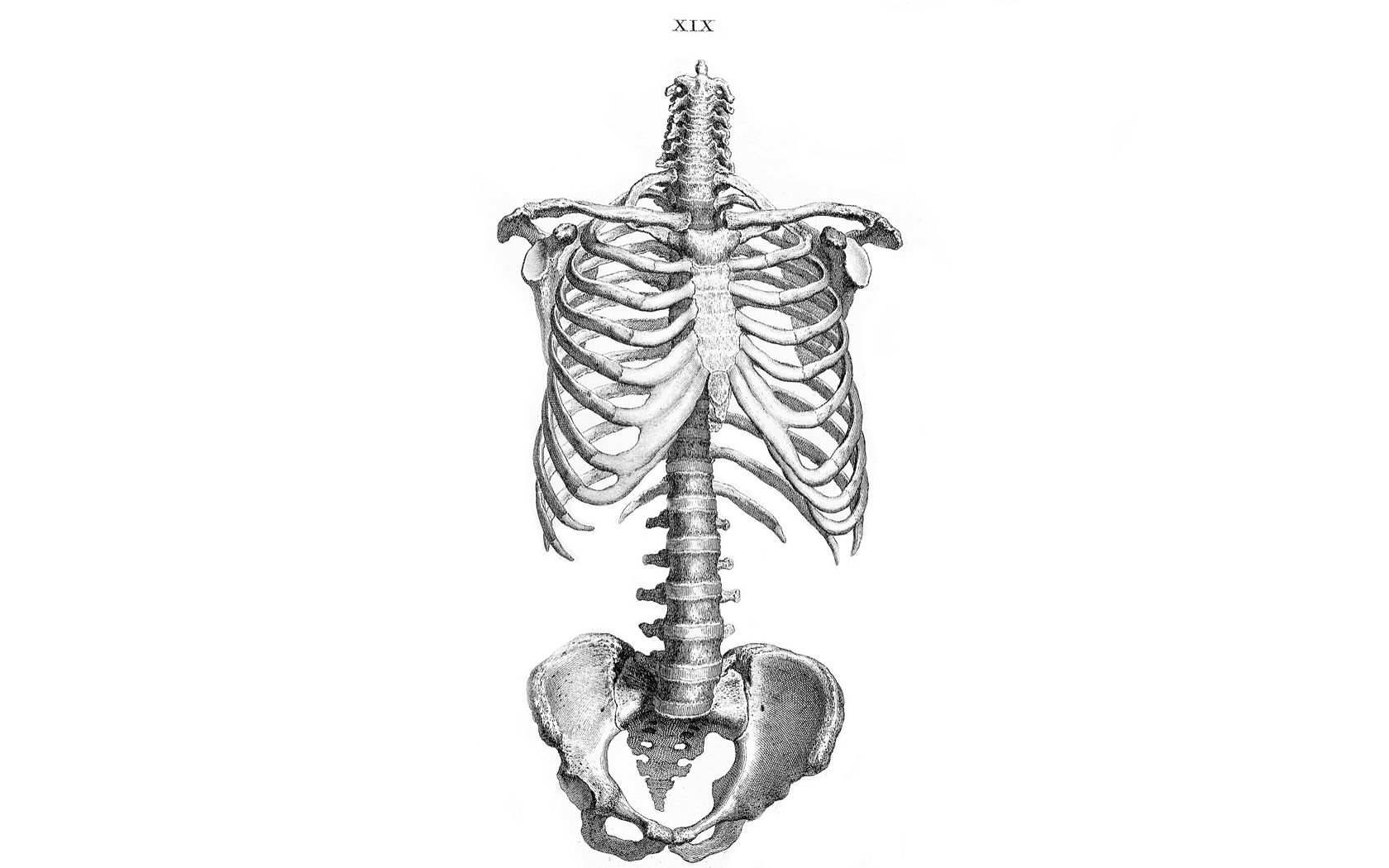 anatomy skeletons ribs bones human body pelvis 1680x1050 wallpaper High Quality Wallpaper, High Definition Wallpaper