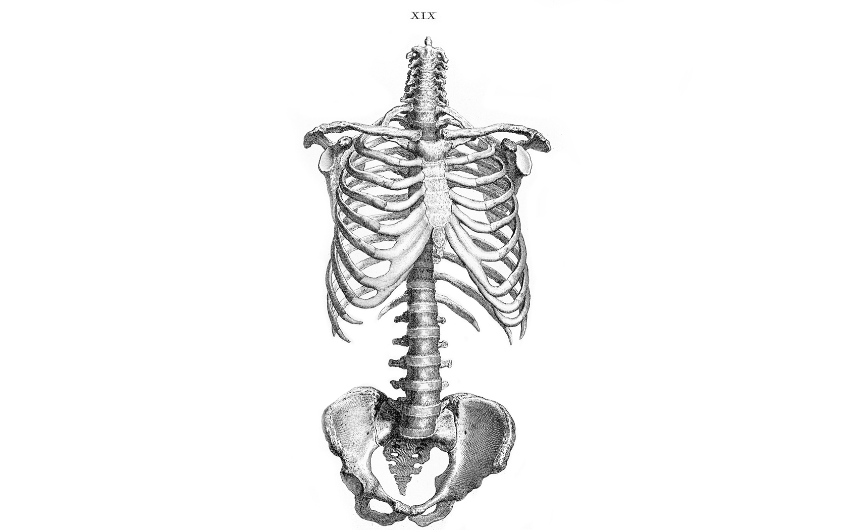 Скелет туловища рисунок