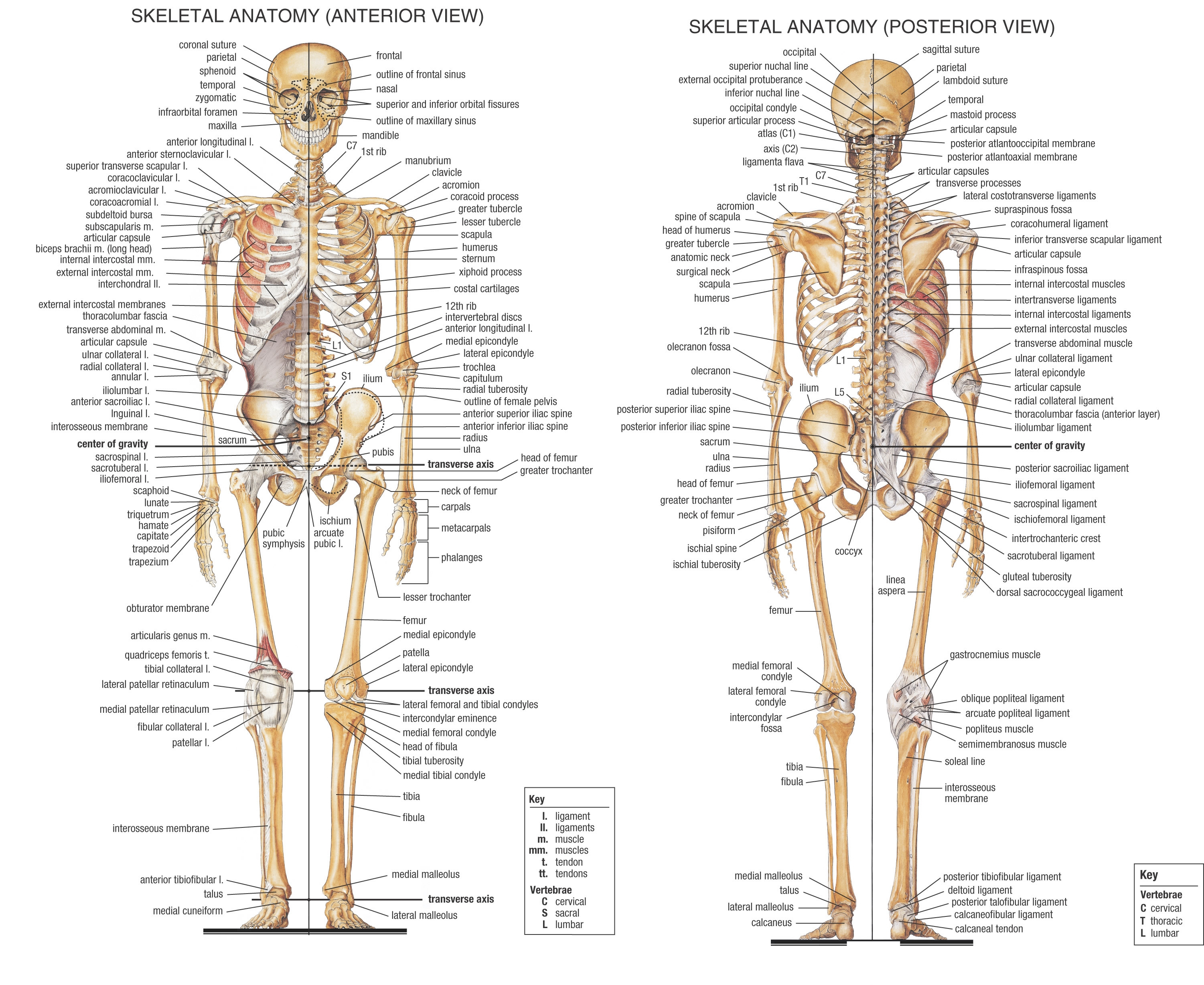 anatomy skeletons High Quality Wallpaper, High Definition Wallpaper