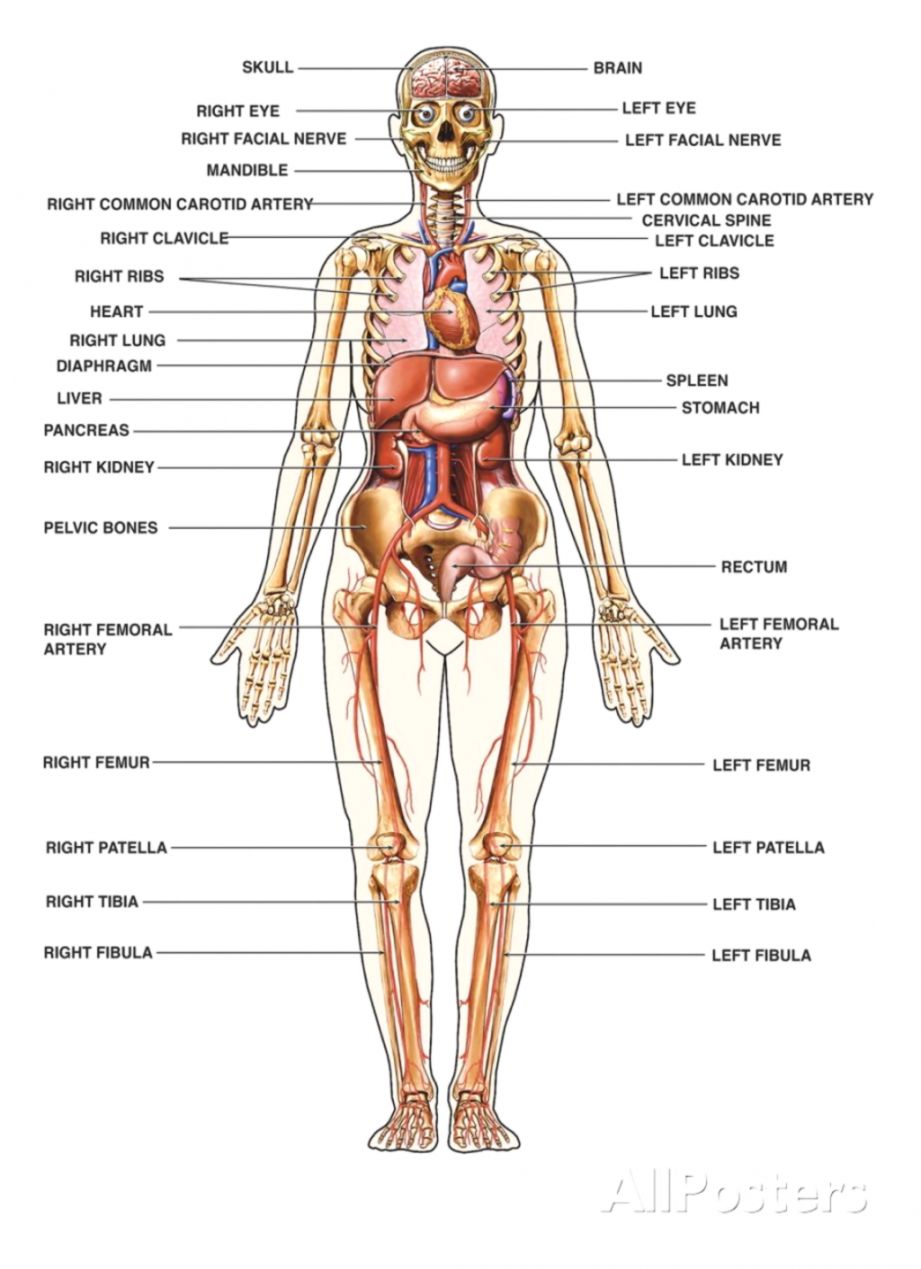 Body Parts For Anatomy Drawing Diagram