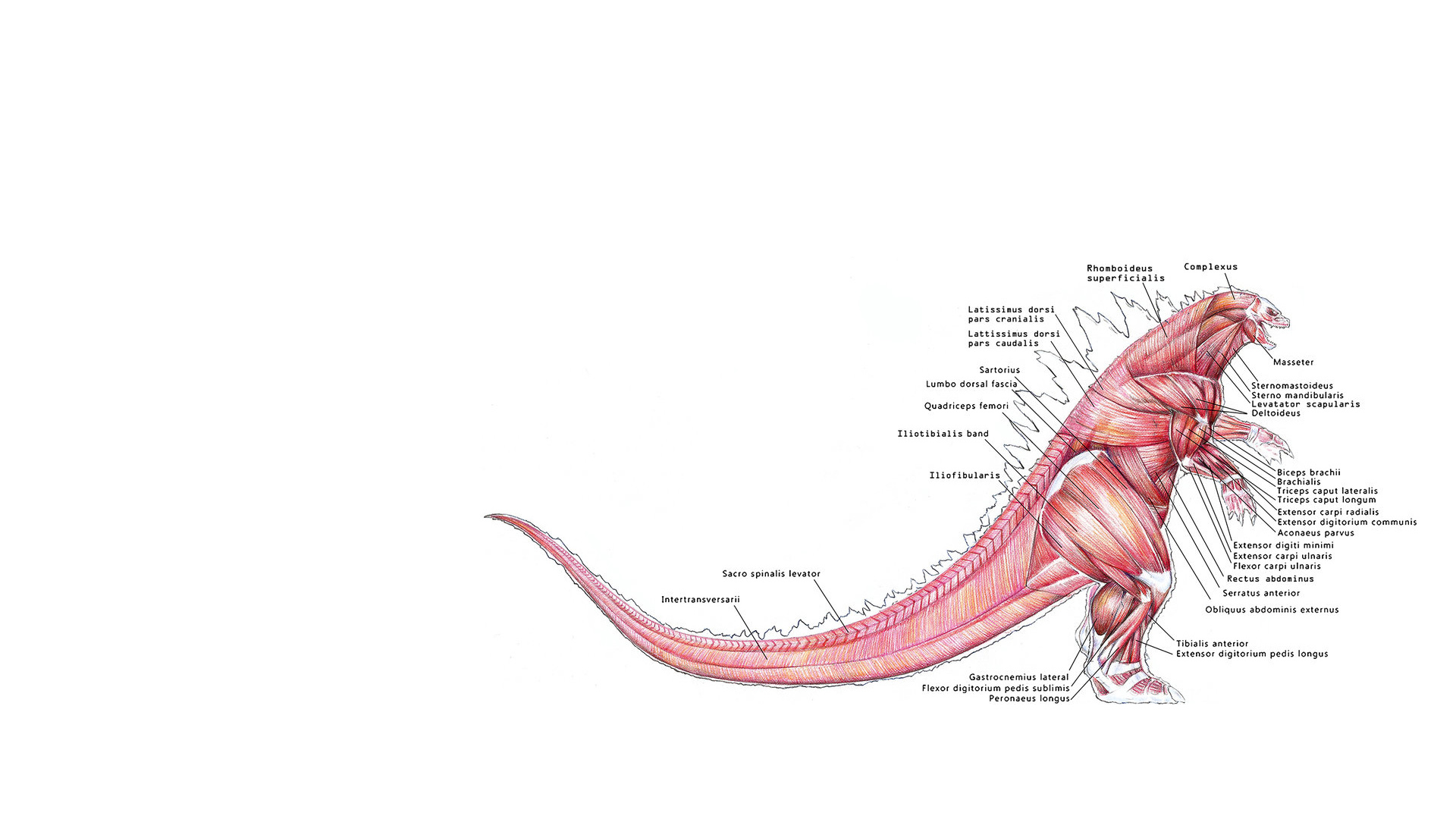 Godzilla Body Parts HD Movies Wallpaper