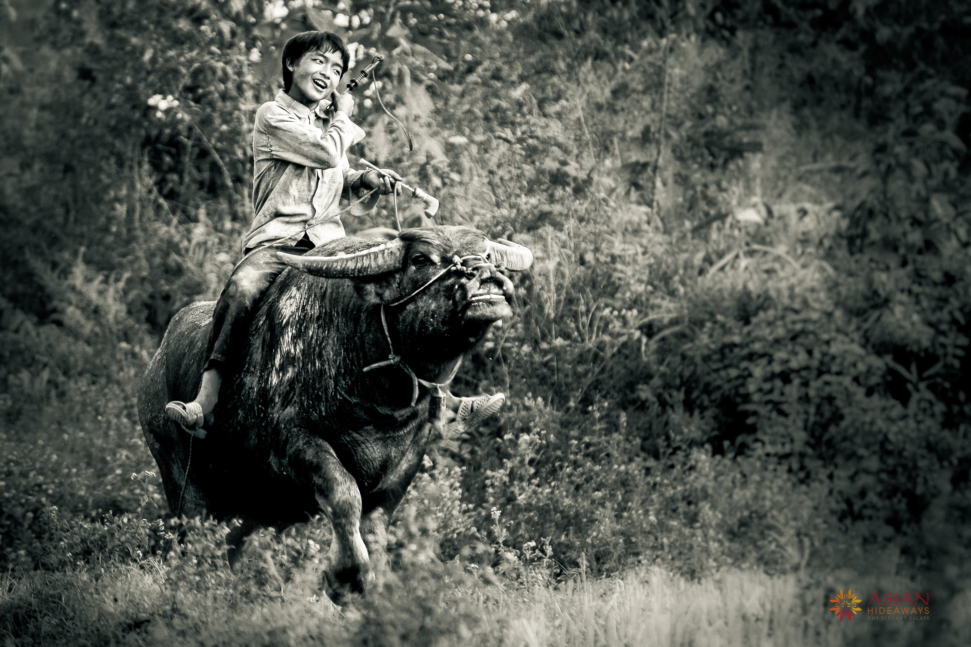 Wallpaper, people, Asia, Asian, Vietnam, buffalo, riding, child, kid, bacha, southeastasia, black and white, monochrome photography, hmong 3199x2133