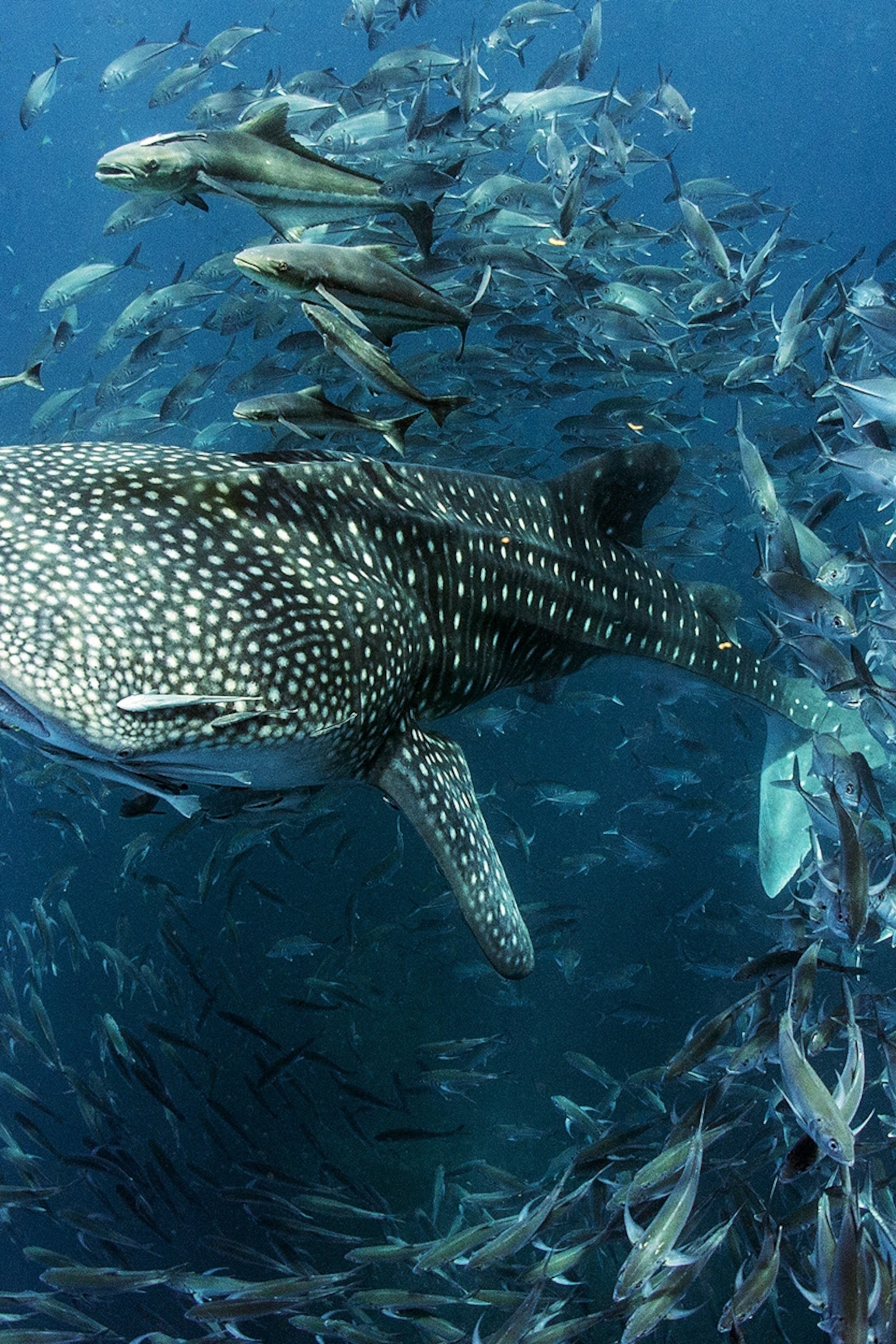 Stunning Wildlife Picture in Honor of World Animal Day