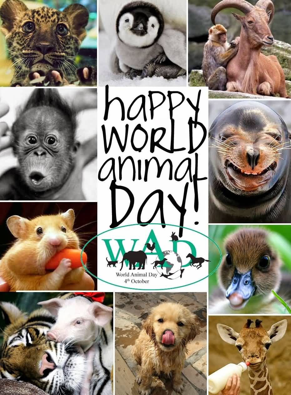 World Animal Day. 4 ideas. pet day, animals of the world, animals