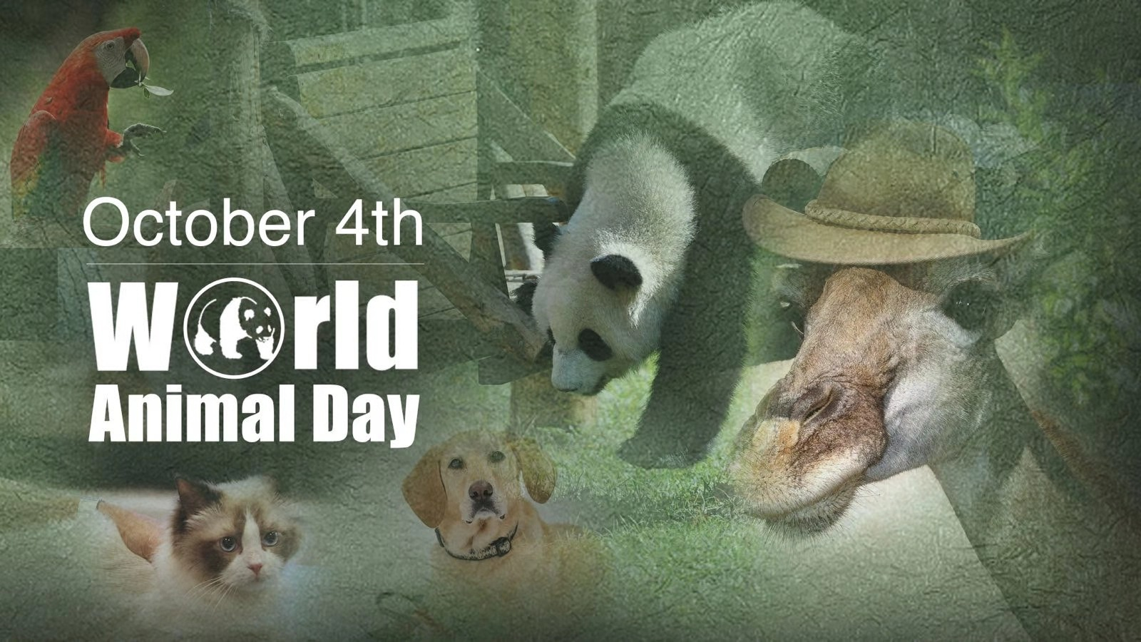 October 4 is celebrated annually as World Animal Day. What is your story with your animal friends? Share it with us