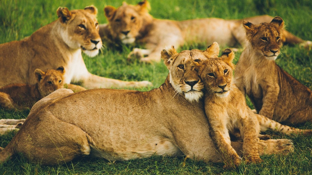 World Animal Day › Global Dimension