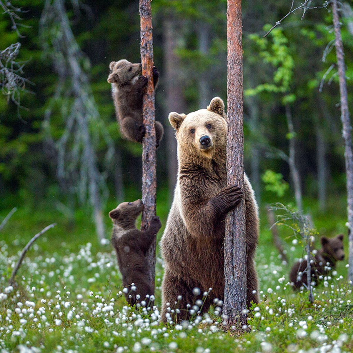 WORLD ANIMAL DAY 4, 2021