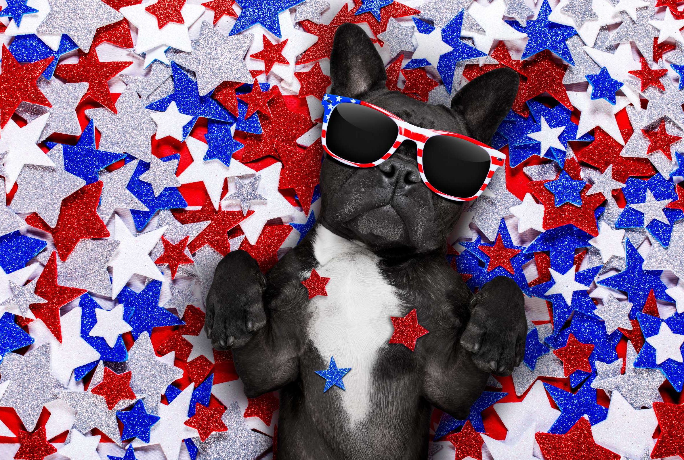 How to Keep Your Dog Calm on the Fourth of July