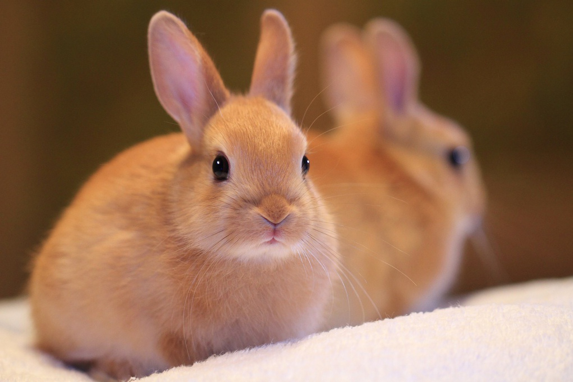 Animal Rabbit Wallpaper:1920x1279